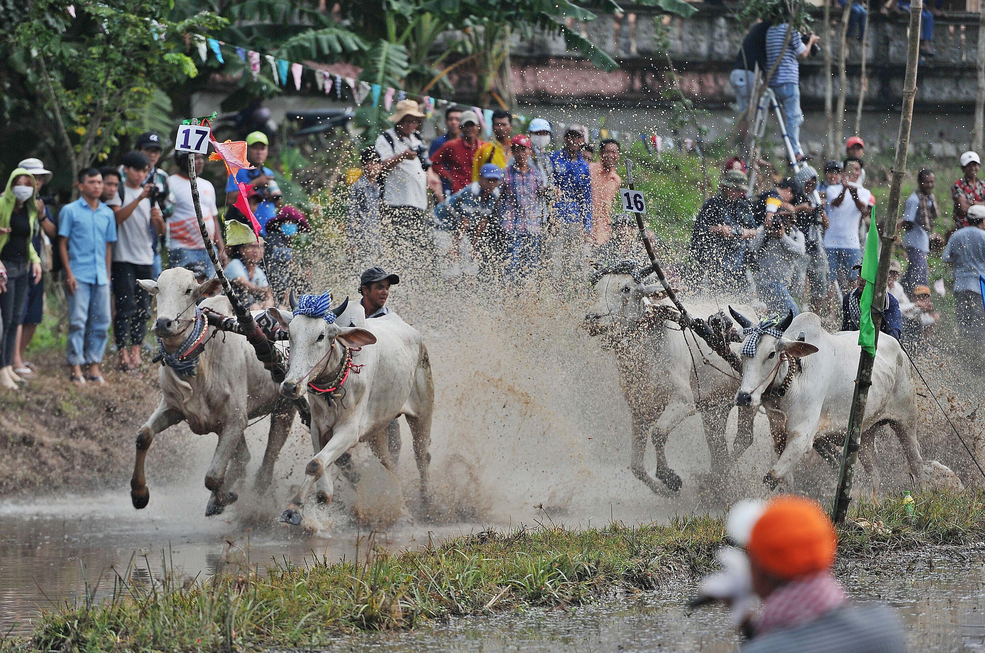 dua bo o An Giang anh 4