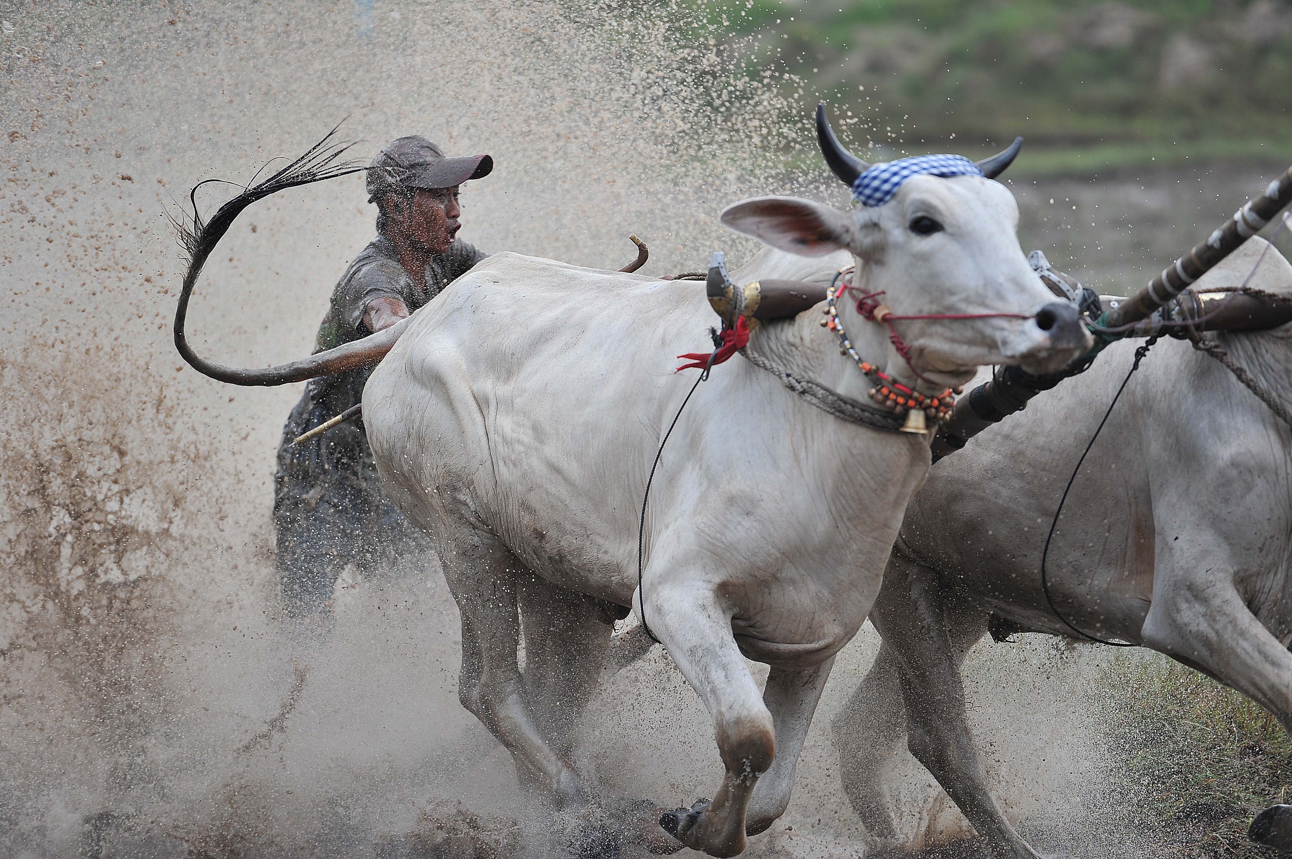 dua bo o An Giang anh 5