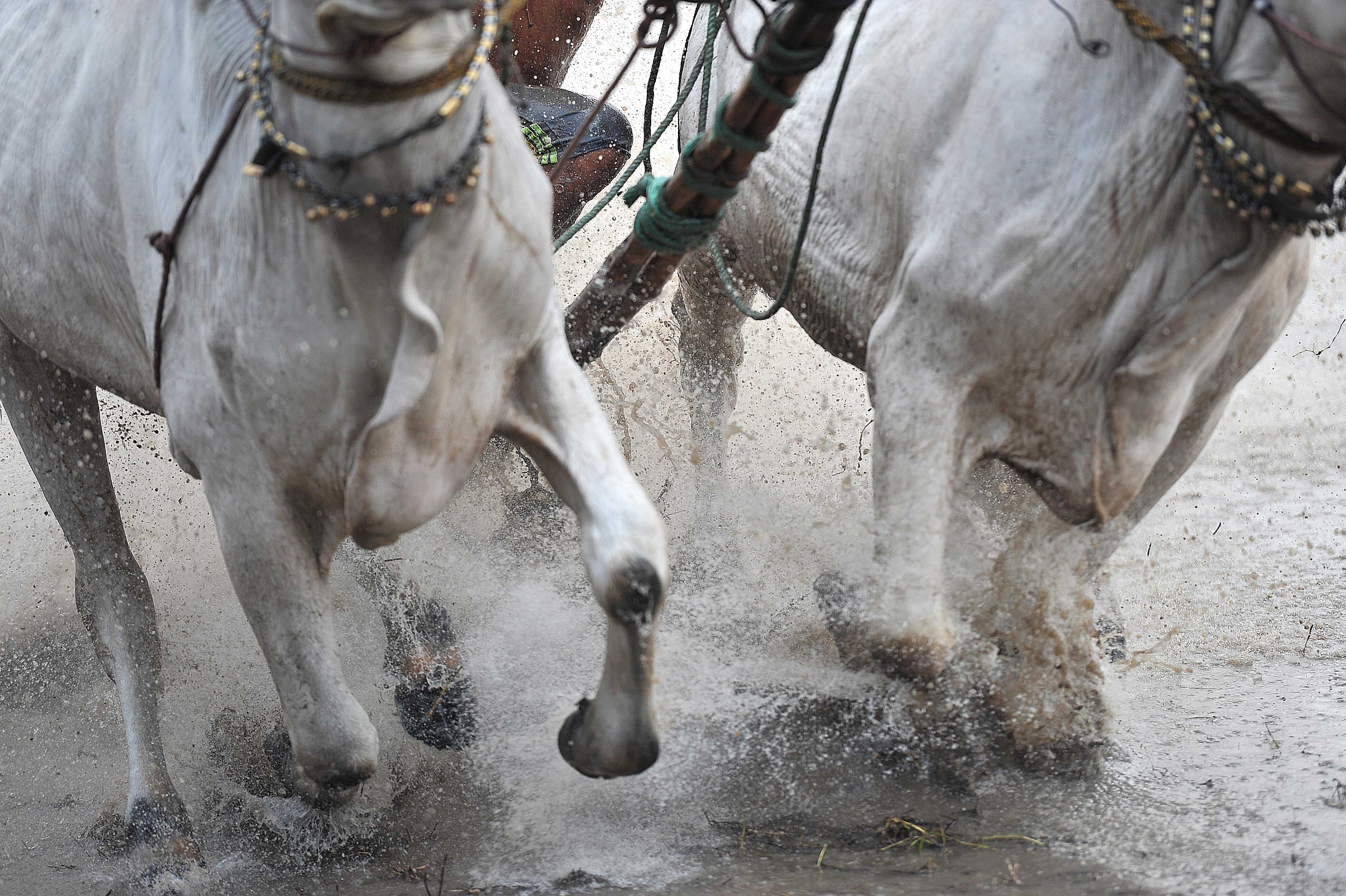 dua bo o An Giang anh 7