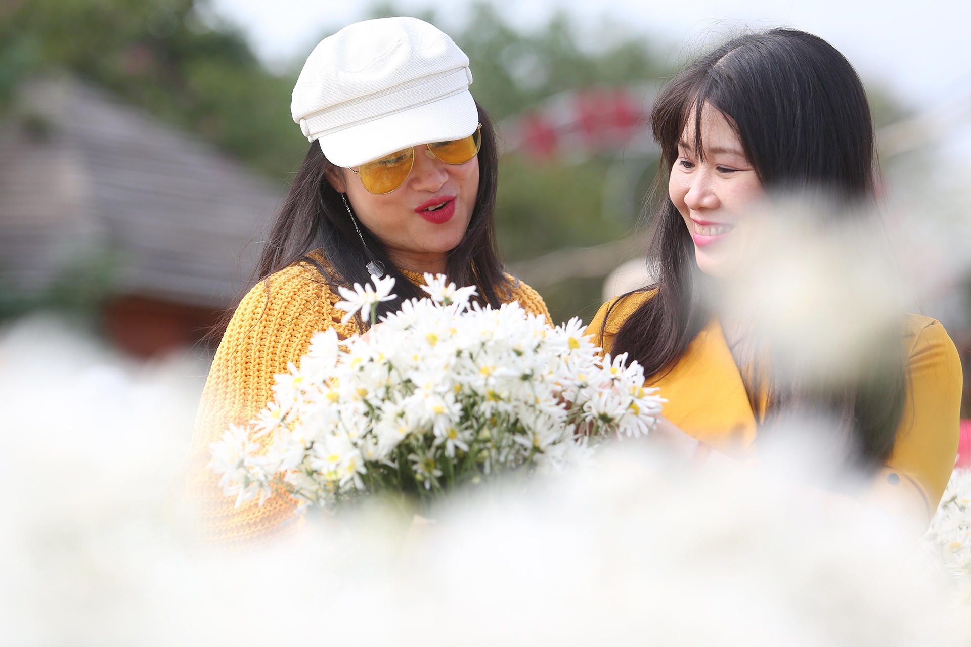 đổ xô chụp ảnh cúc họa mi ảnh 12 do xo chup anh cuc hoa mi anh 12