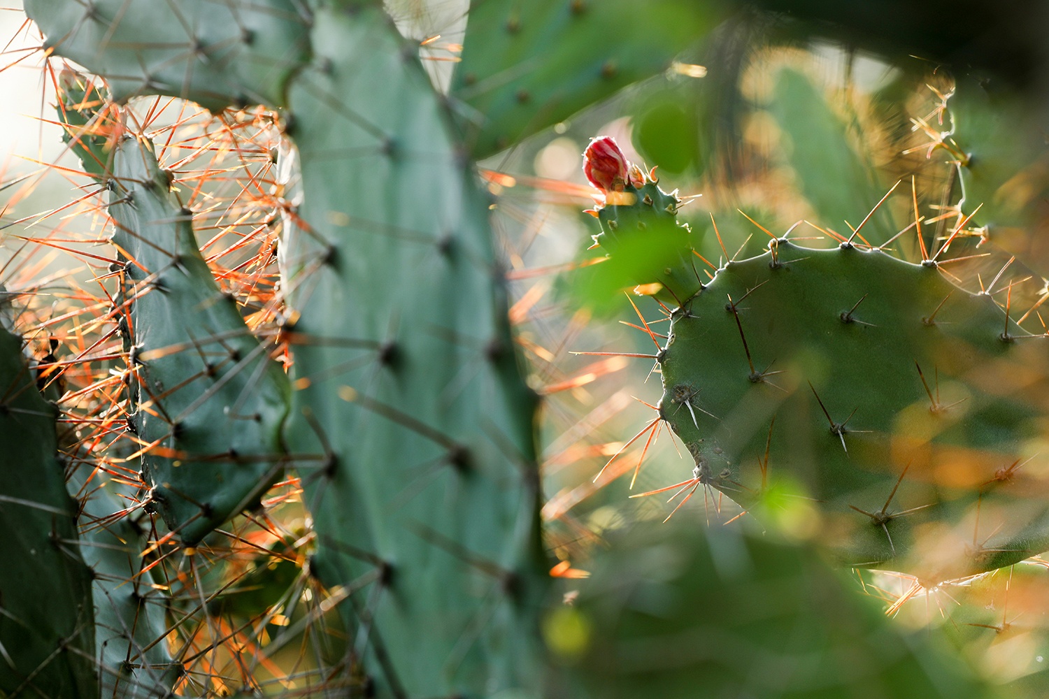 Du lich Binh Thuan anh 17