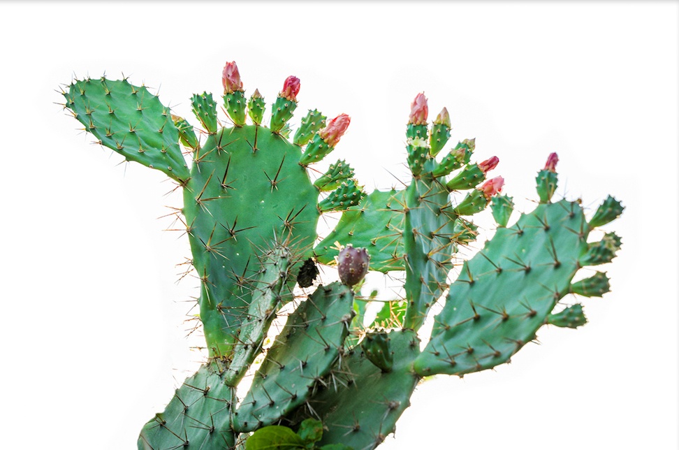 Du lich Binh Thuan anh 18