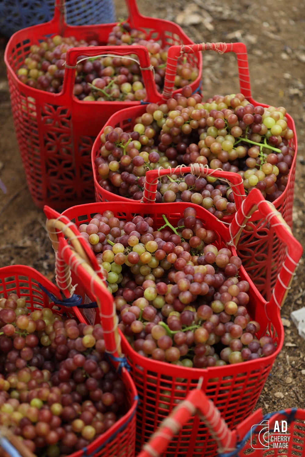 Du lich Binh Thuan anh 15