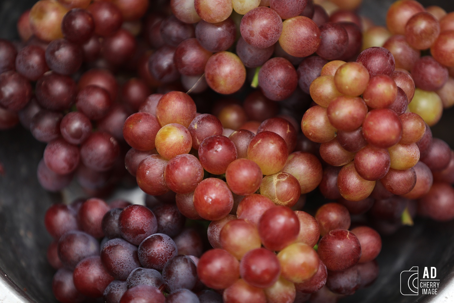 Du lich Binh Thuan anh 16