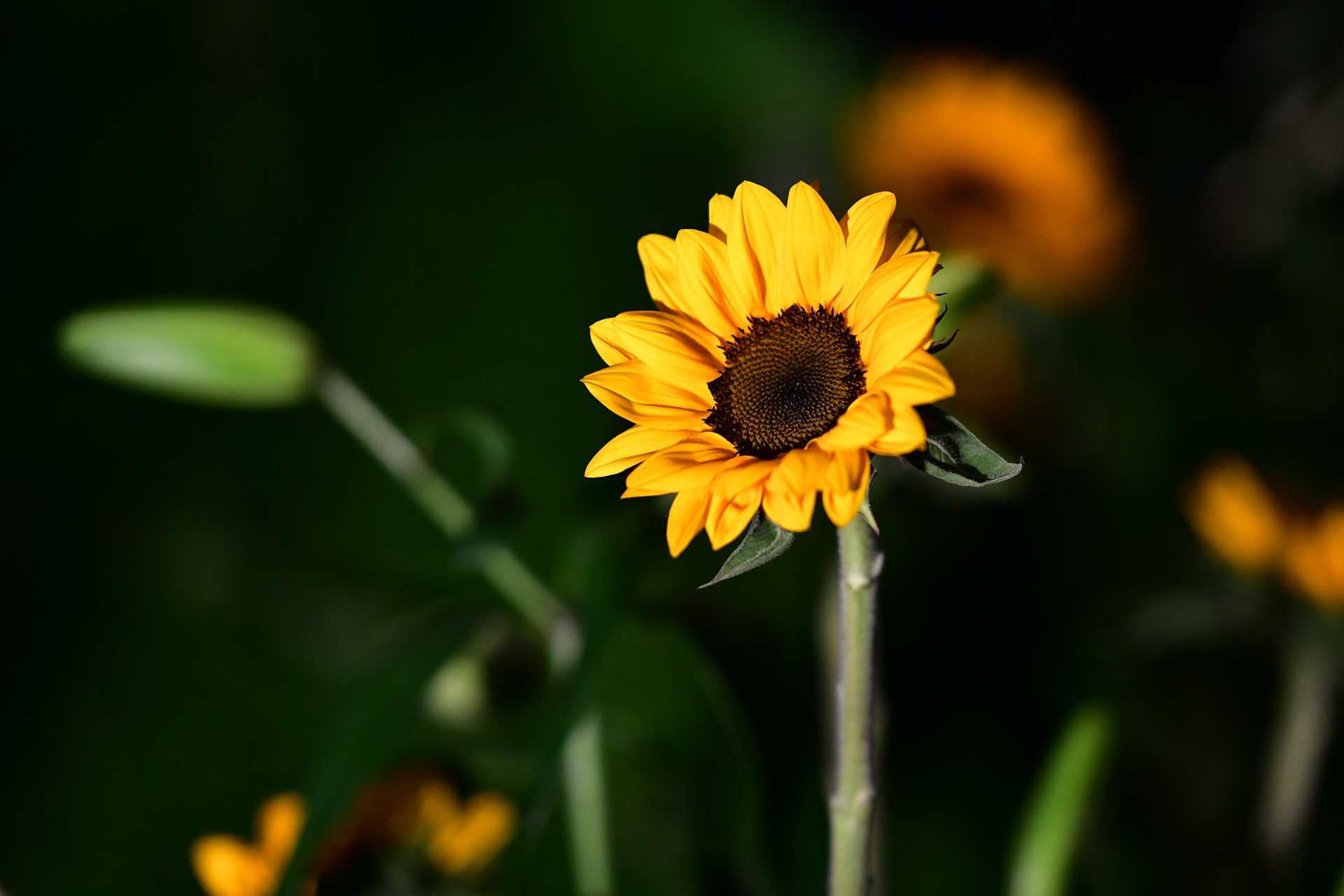 Festival hoa Da Lat 2019 anh 37