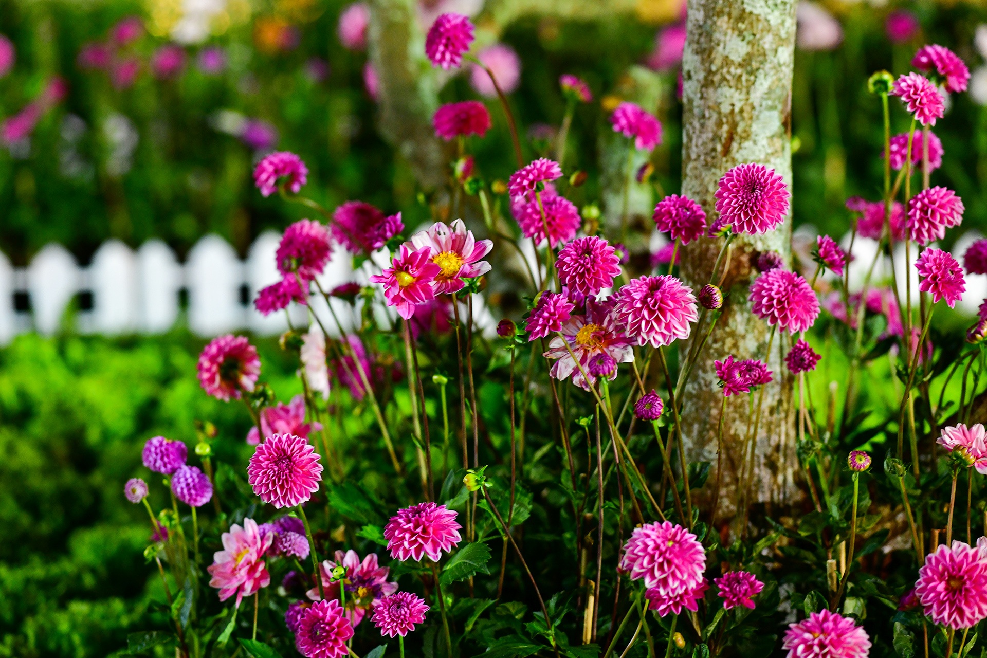 Festival hoa Da Lat 2019 anh 47