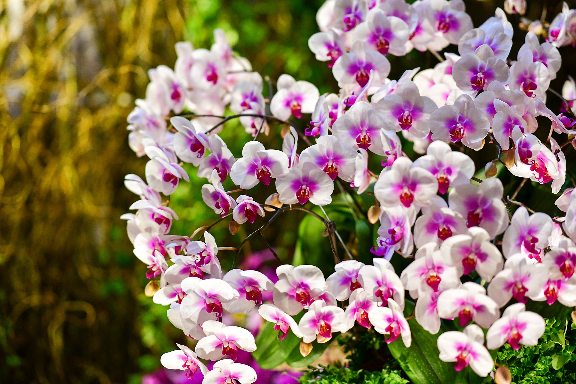 Festival hoa Da Lat 2019 anh 56