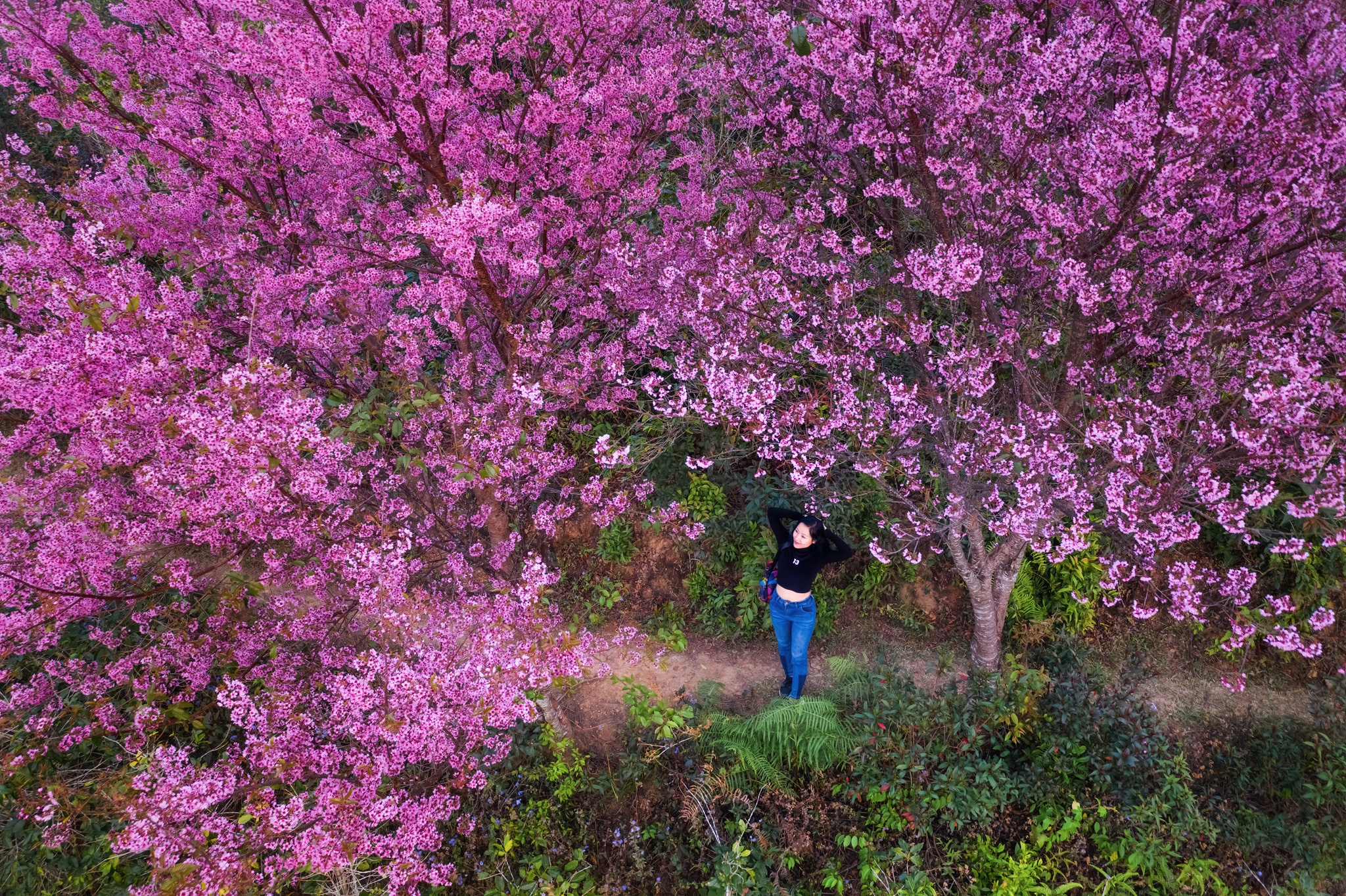 Mai anh dao Da Lat no ro don nam moi hinh anh