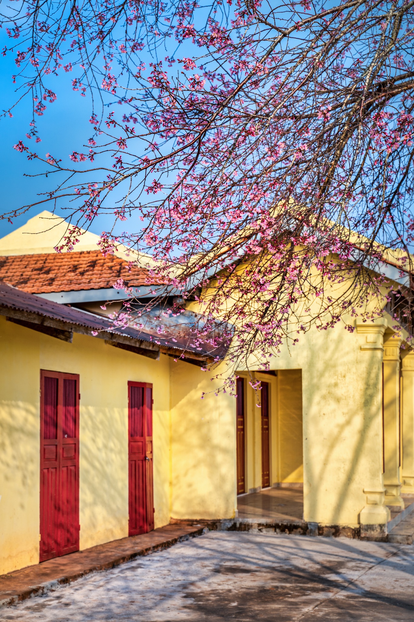 mai anh dao no ro o Da Lat anh 18