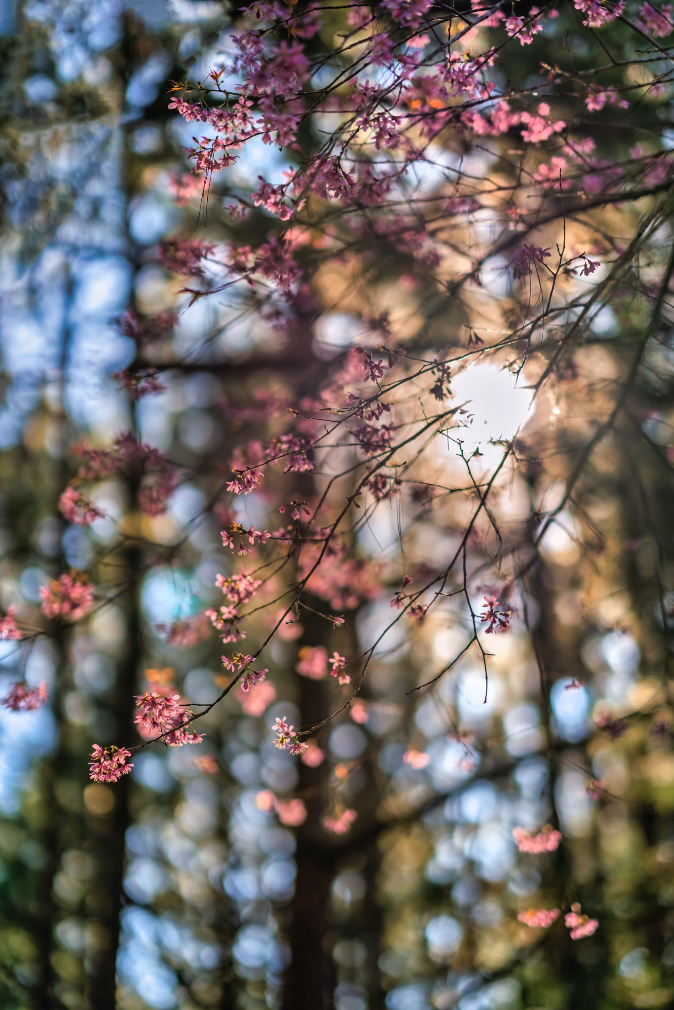 mai anh dao no ro o Da Lat anh 9