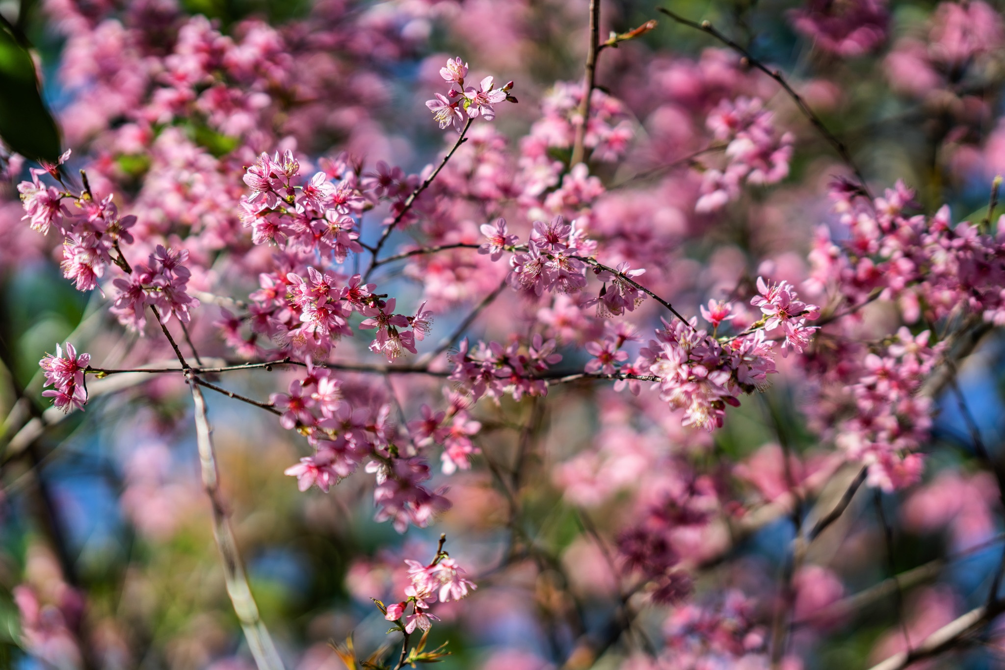 mai anh dao no ro o Da Lat anh 11