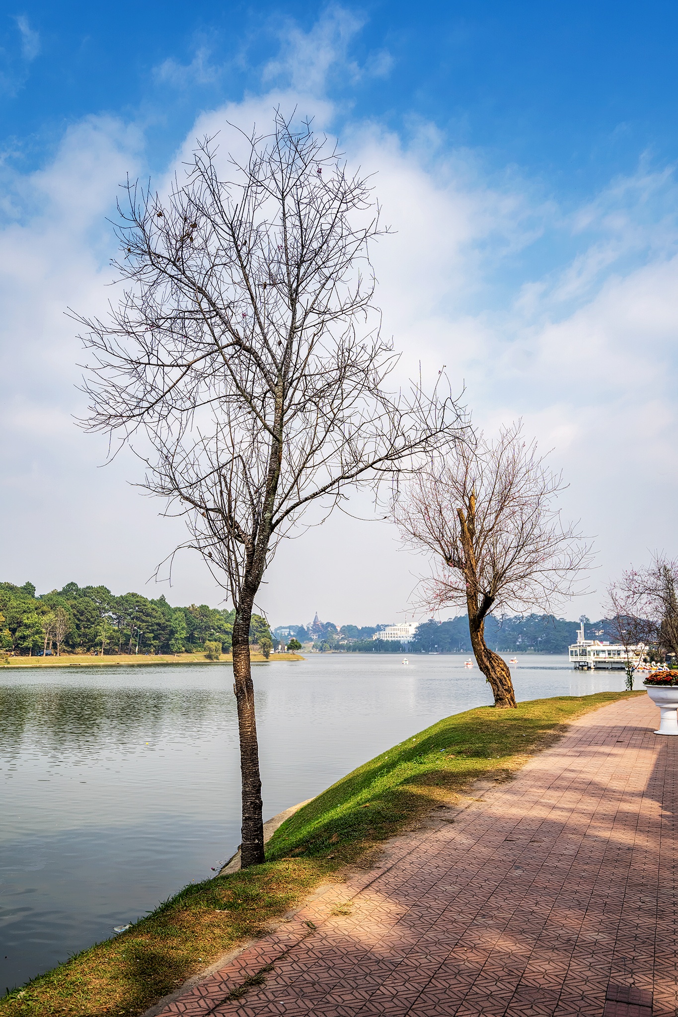 mai anh dao no ro o Da Lat anh 1