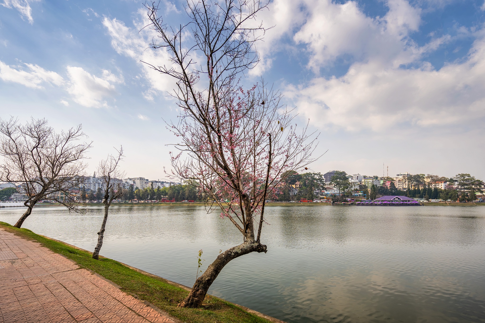 mai anh dao no ro o Da Lat anh 2
