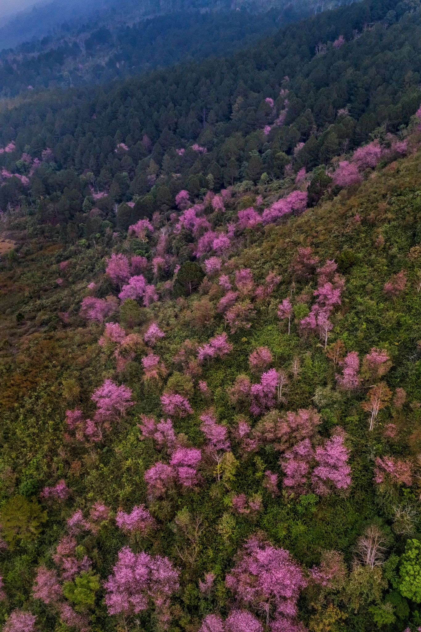 mai anh dao no ro o Da Lat anh 4