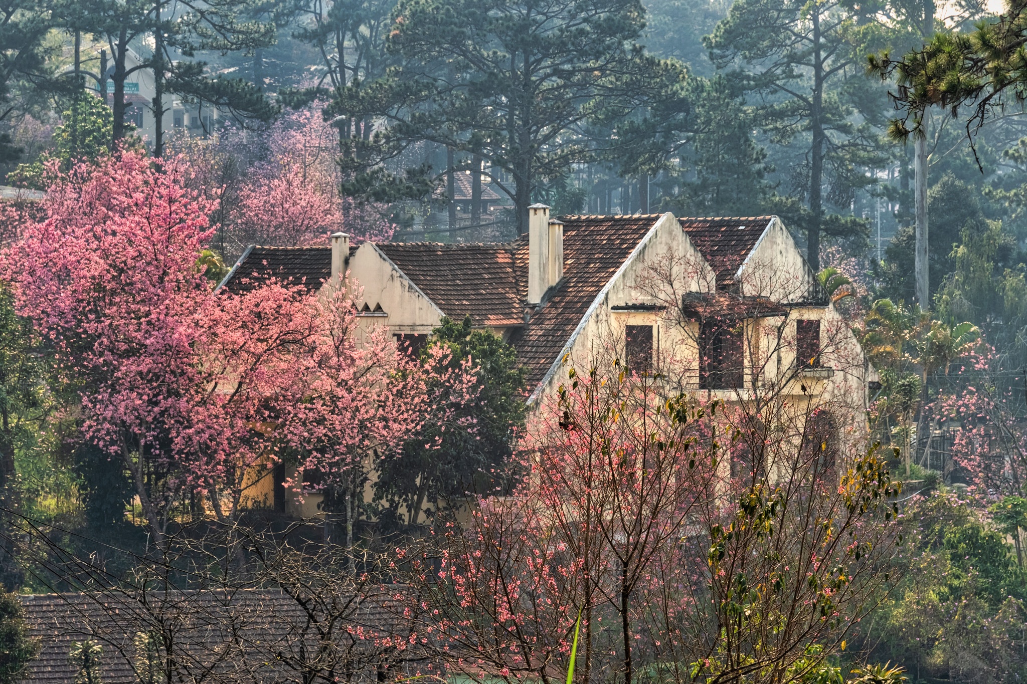 mai anh dao no ro o Da Lat anh 6