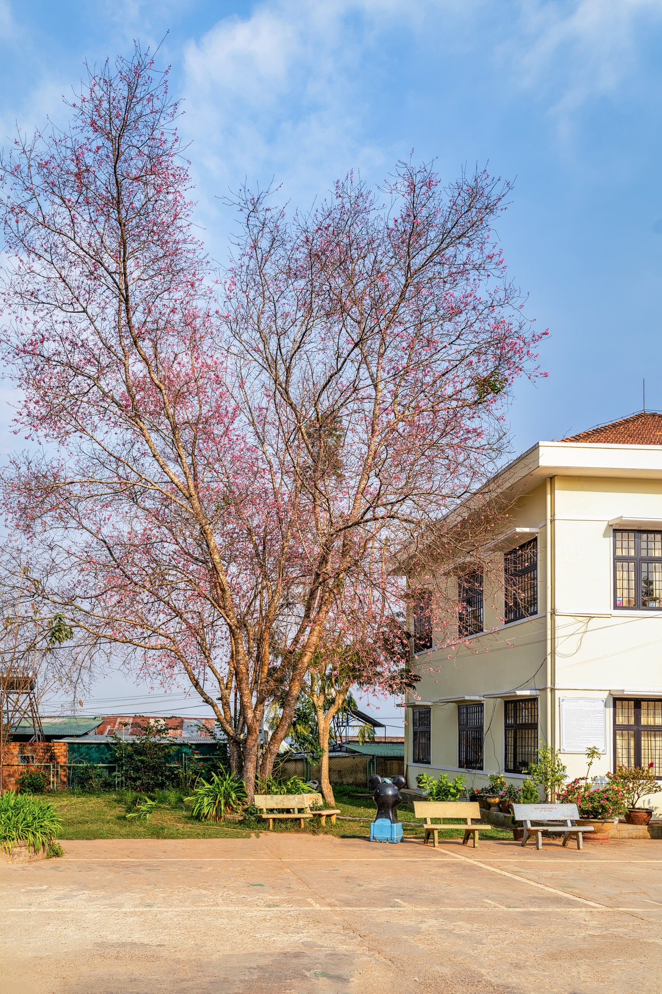 mai anh dao no ro o Da Lat anh 17