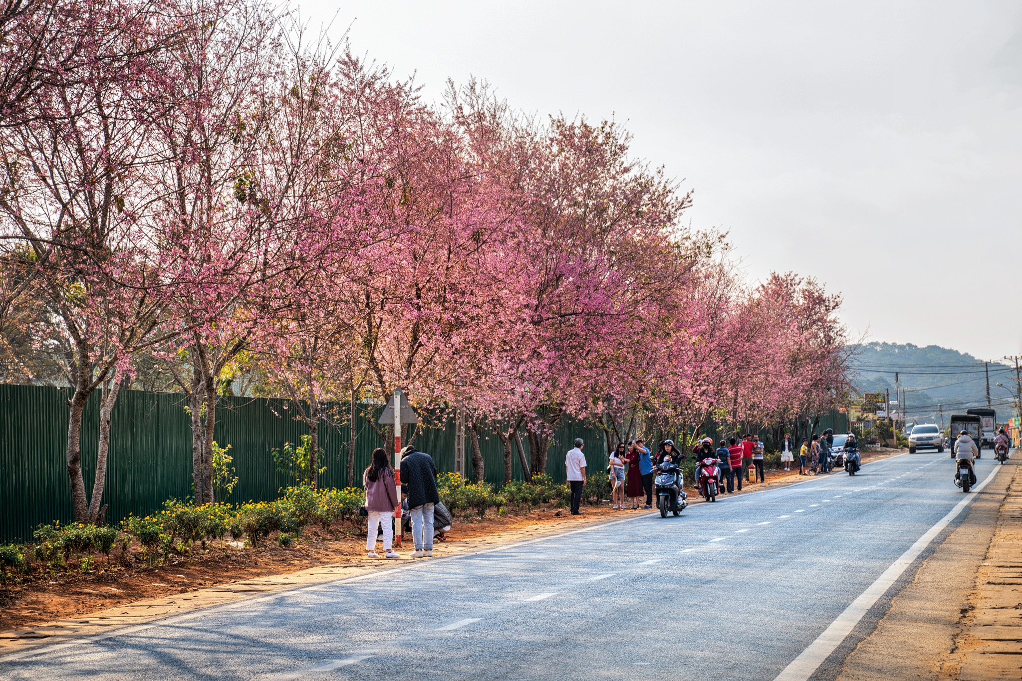mai anh dao no ro o Da Lat anh 8