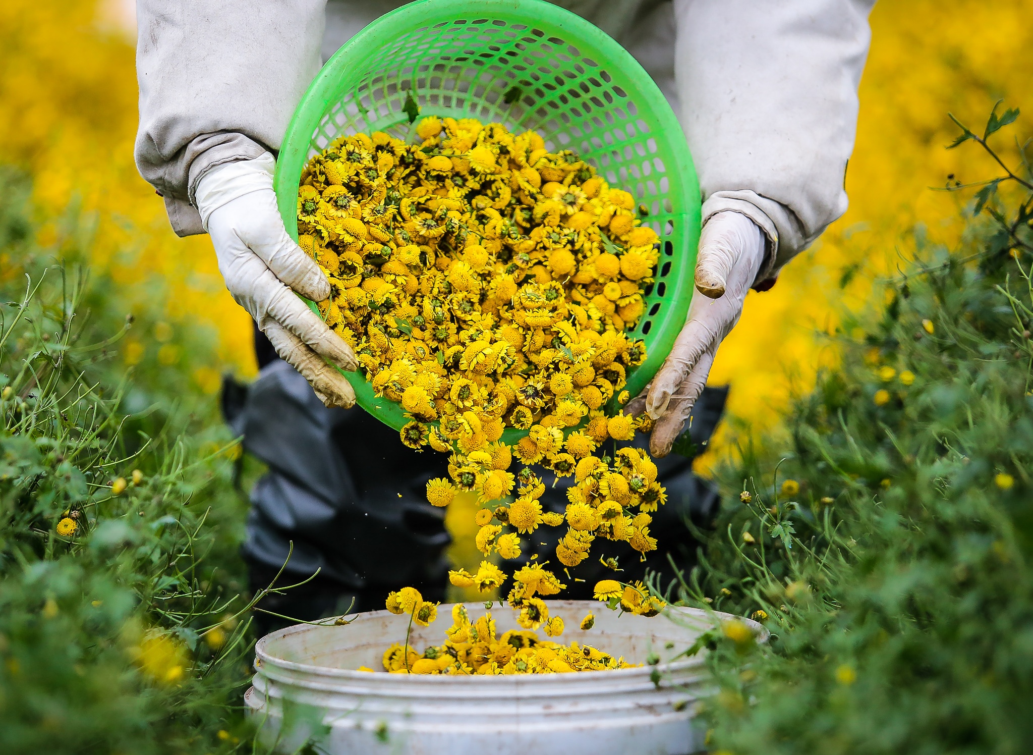 Hoa cuc chi giam gia manh vi tang dien tich khong kiem soat hinh anh