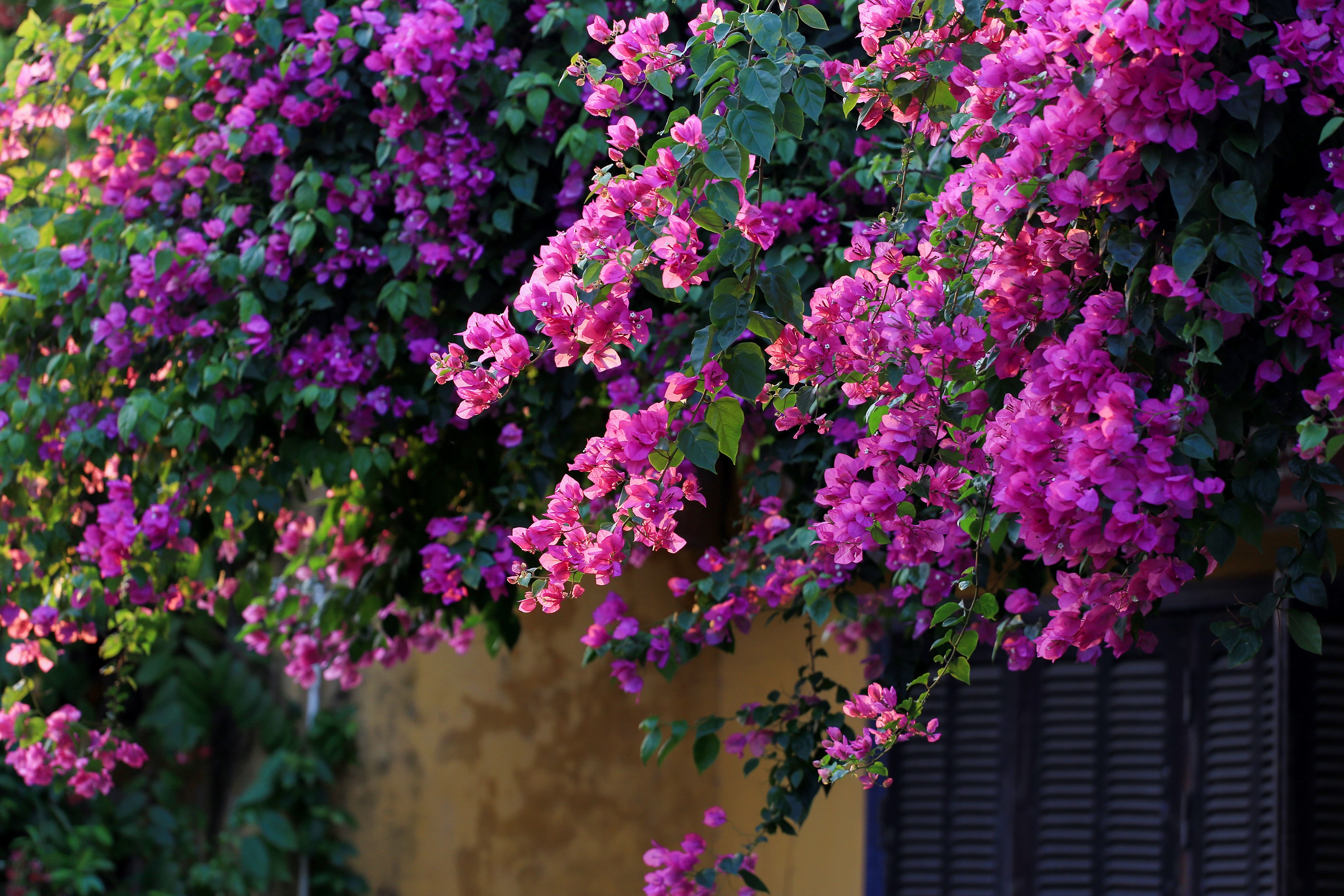 pho co Hoi An anh 16