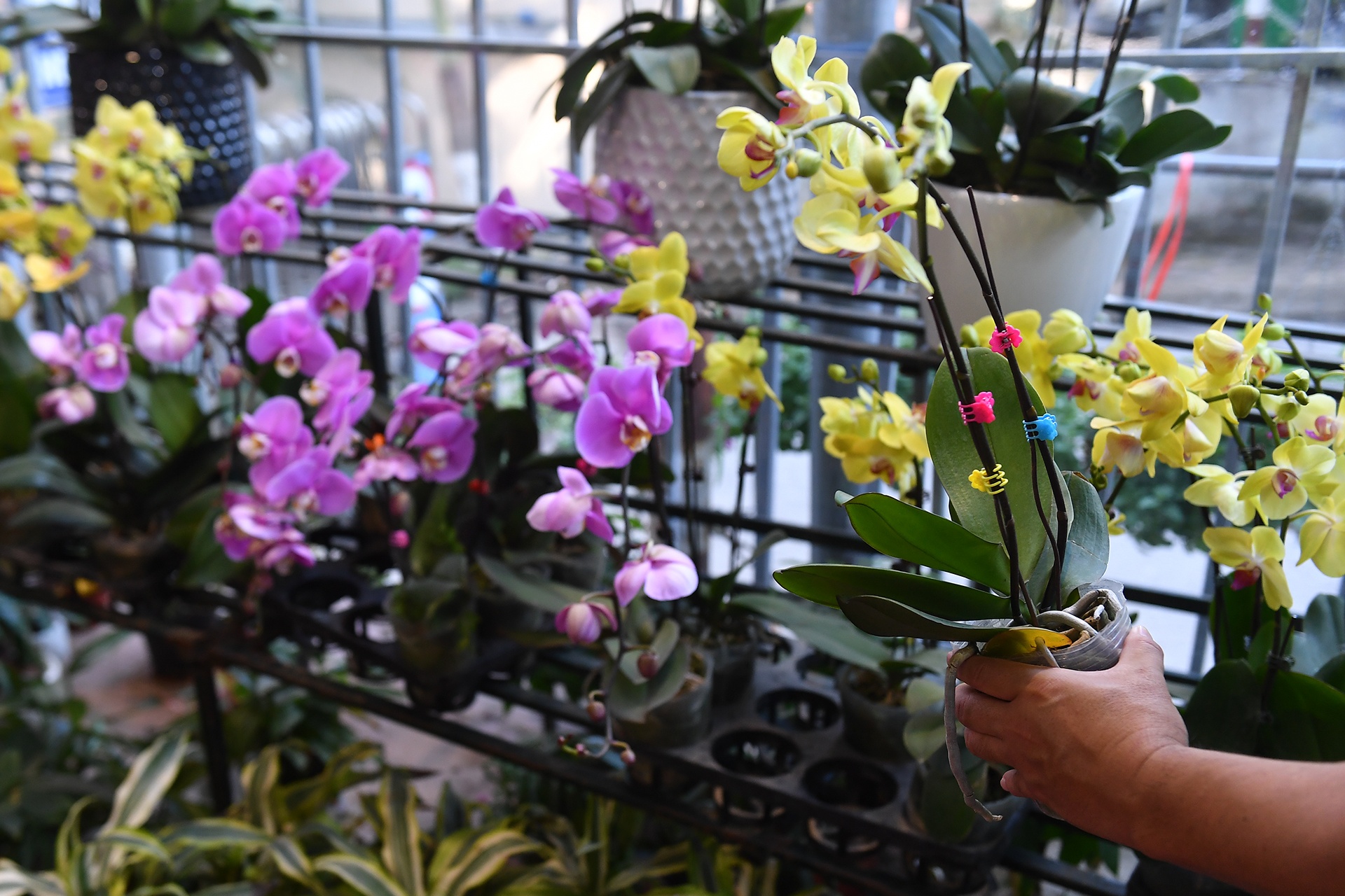 un tac giao thong ngay Tet o Ha Noi anh 14