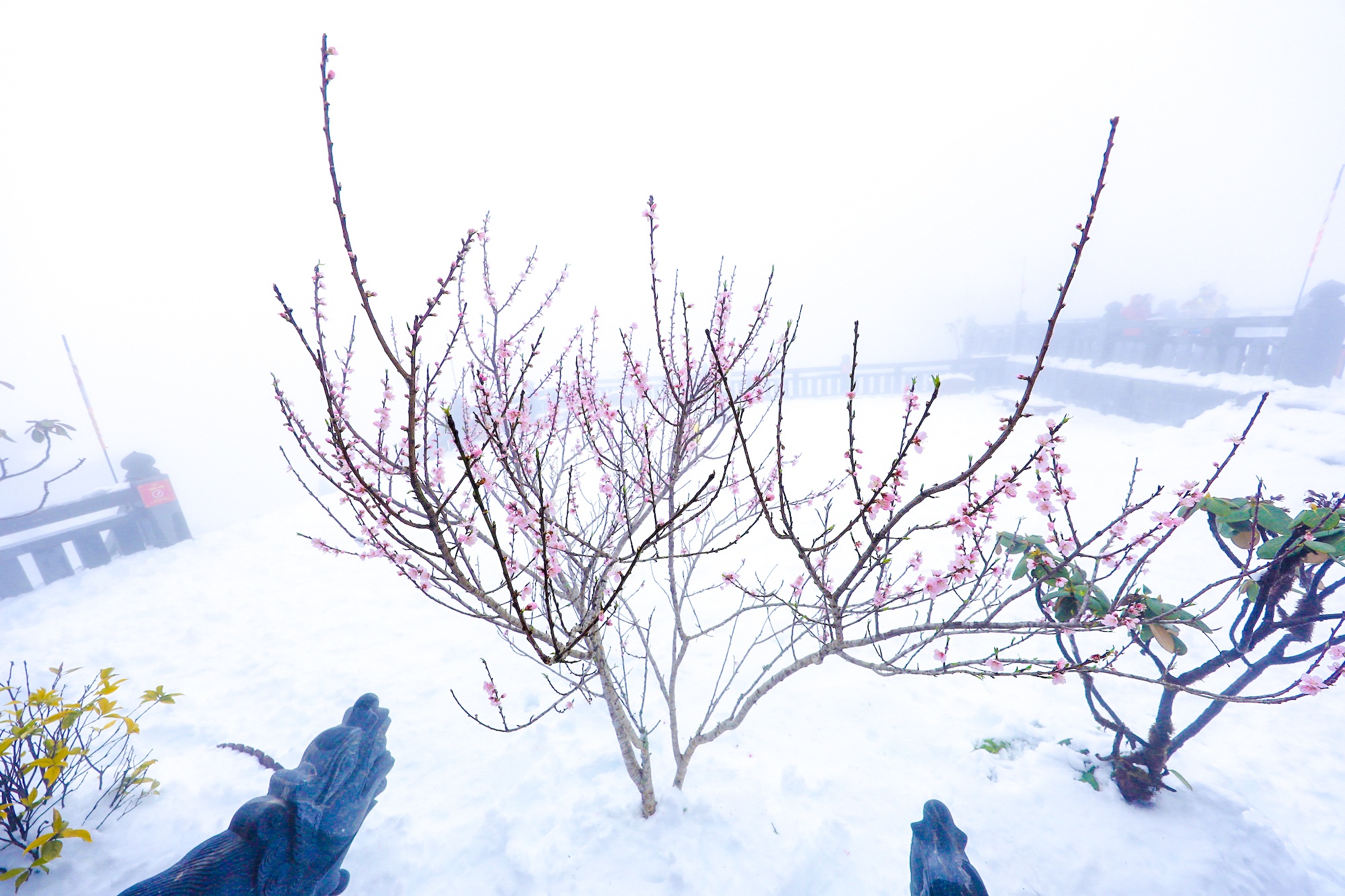 tuyet roi thu hut du khach len dinh Fansipan anh 17