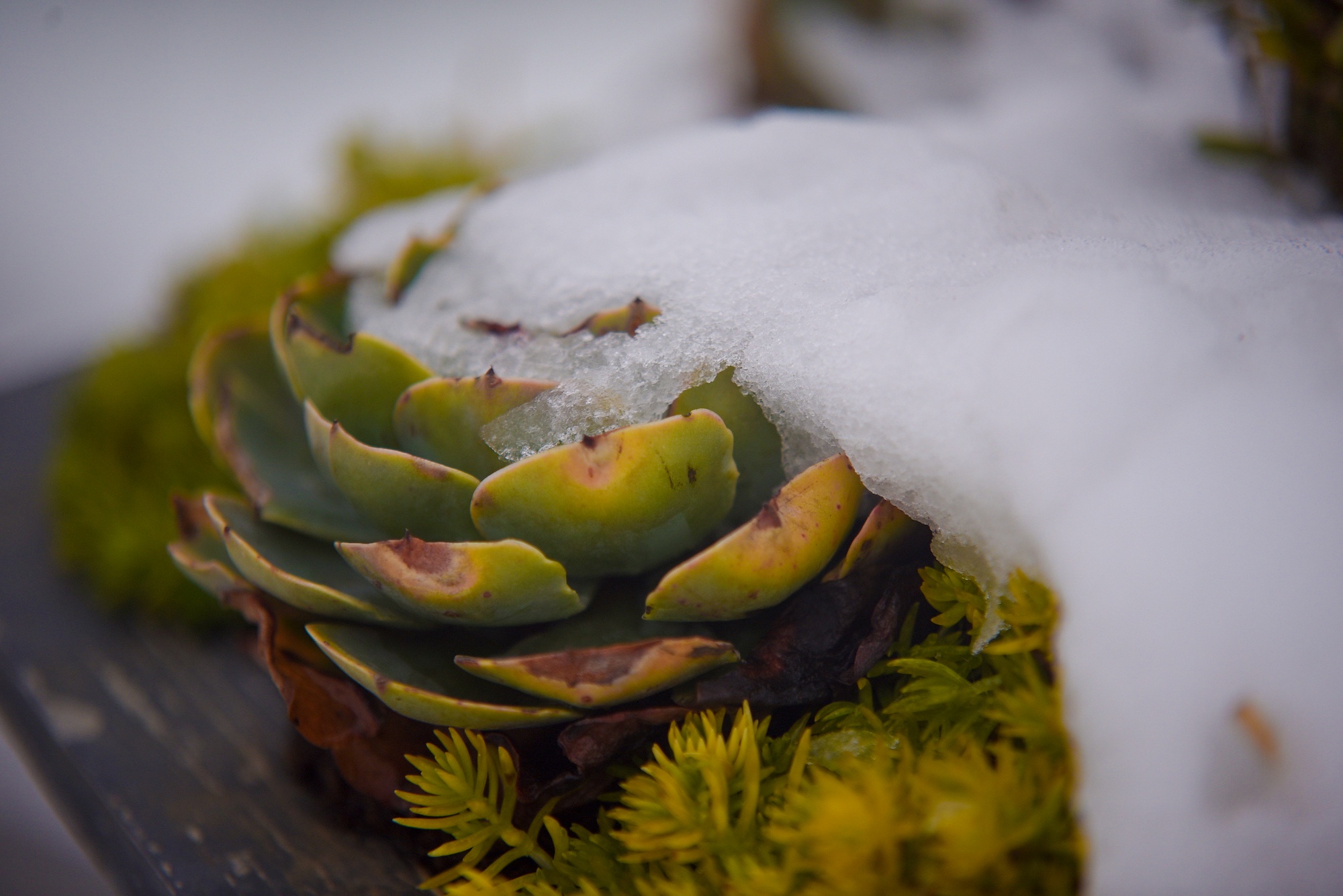 tuyet roi thu hut du khach len dinh Fansipan anh 30