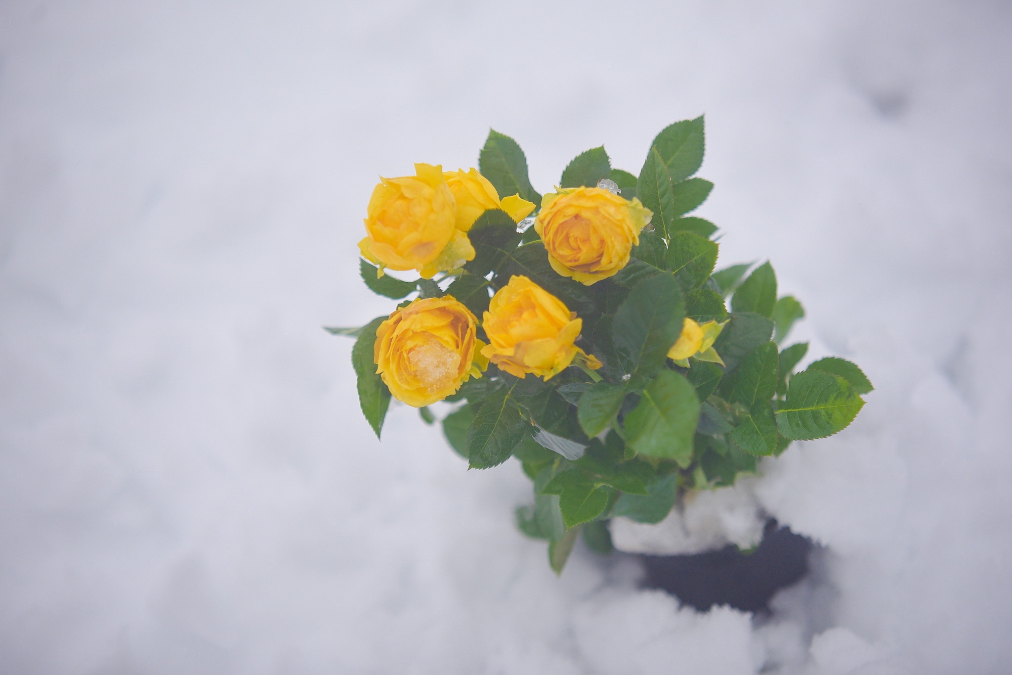 tuyet roi thu hut du khach len dinh Fansipan anh 31