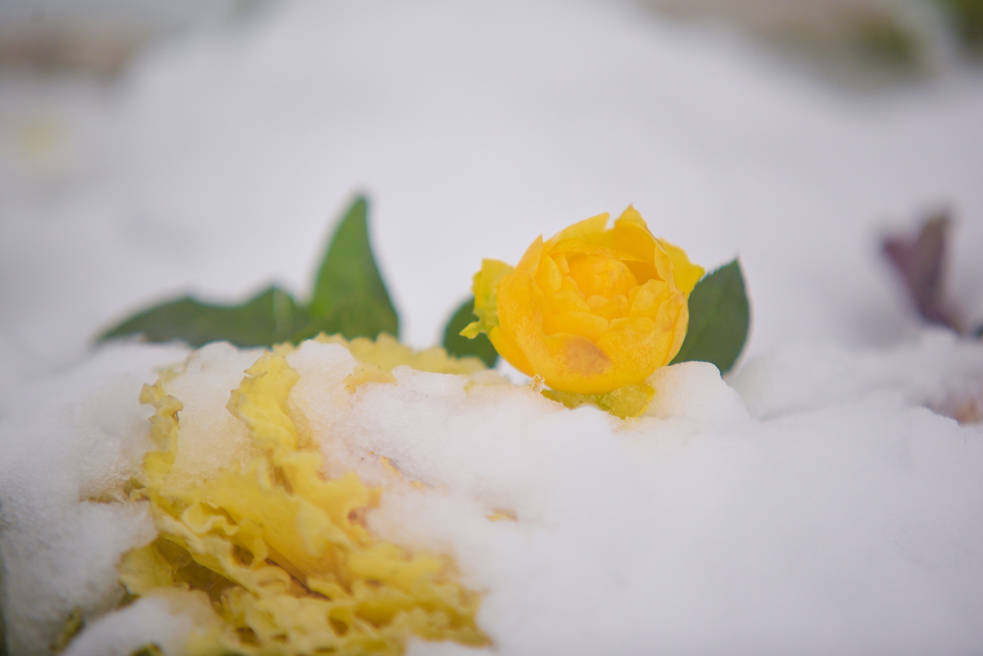 tuyet roi thu hut du khach len dinh Fansipan anh 32