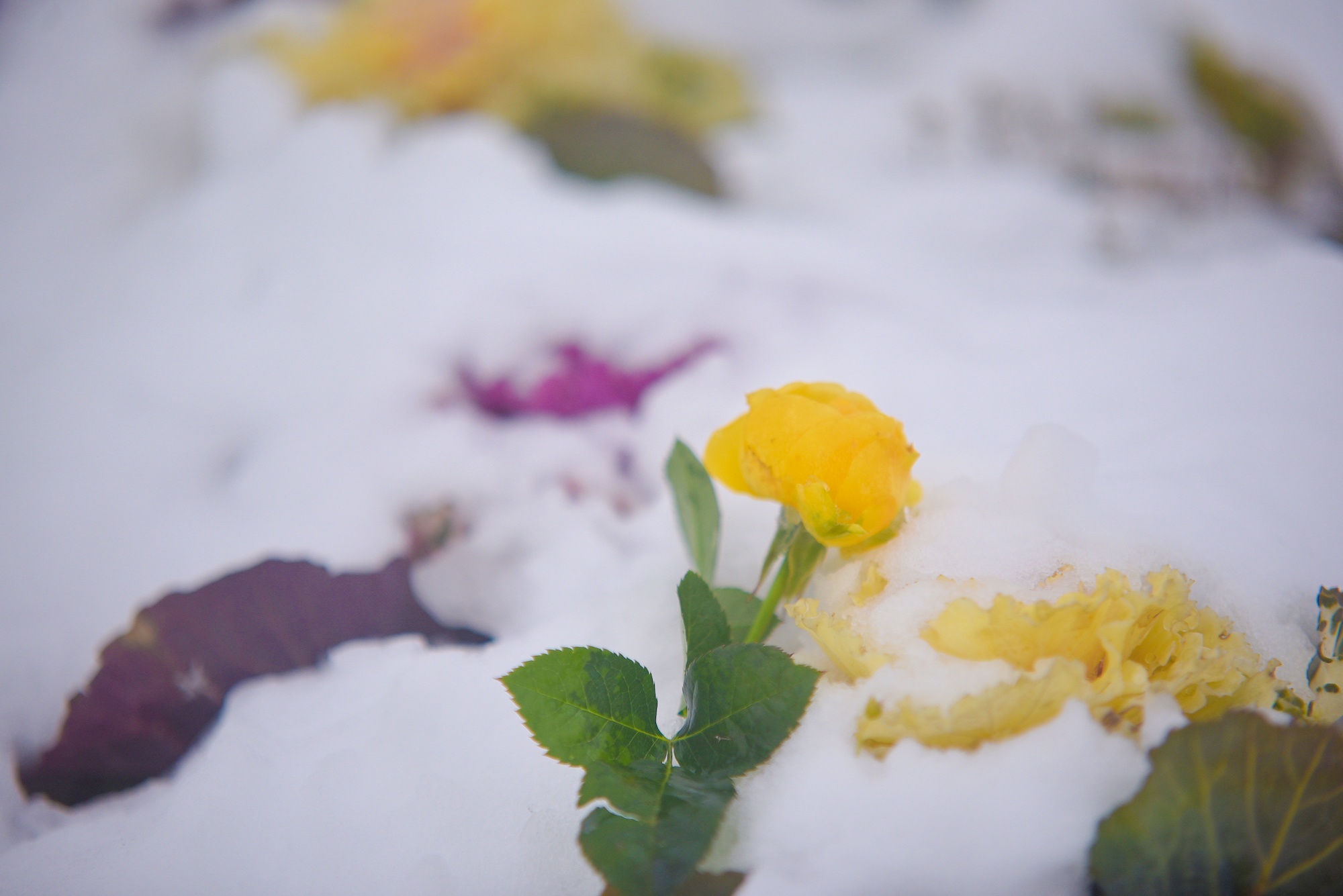 tuyet roi thu hut du khach len dinh Fansipan anh 33