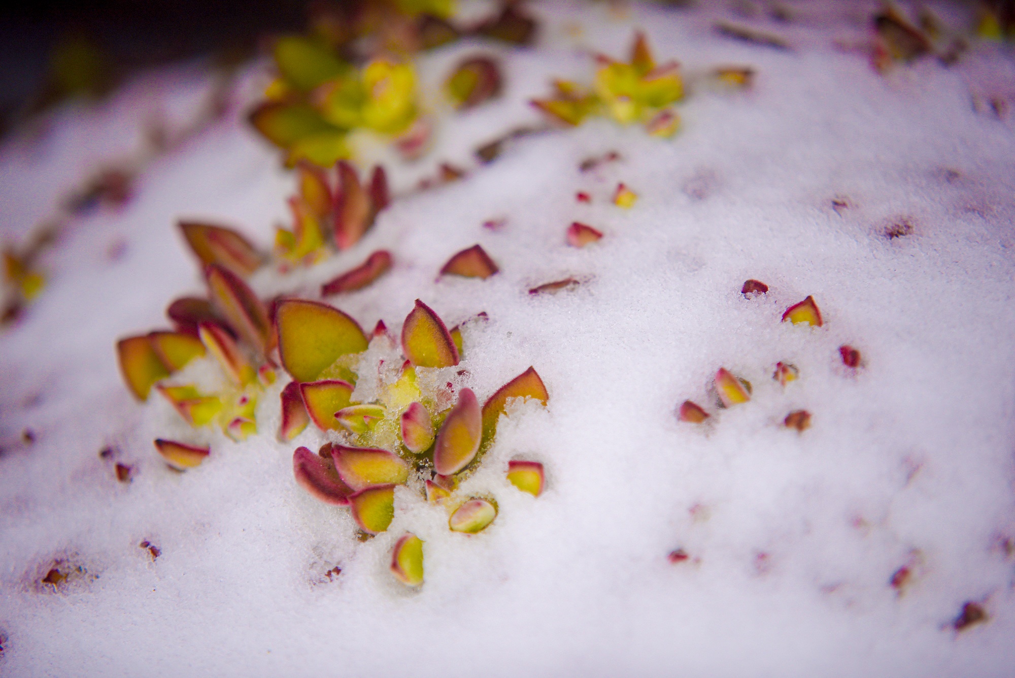 tuyet roi thu hut du khach len dinh Fansipan anh 36