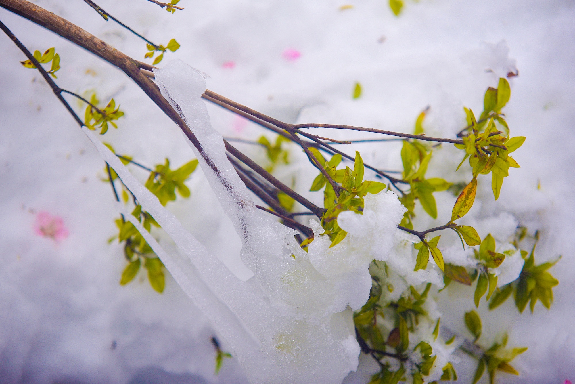 tuyet roi thu hut du khach len dinh Fansipan anh 37