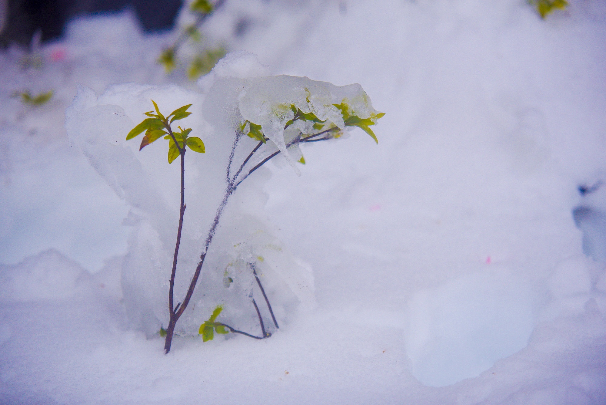 tuyet roi thu hut du khach len dinh Fansipan anh 38