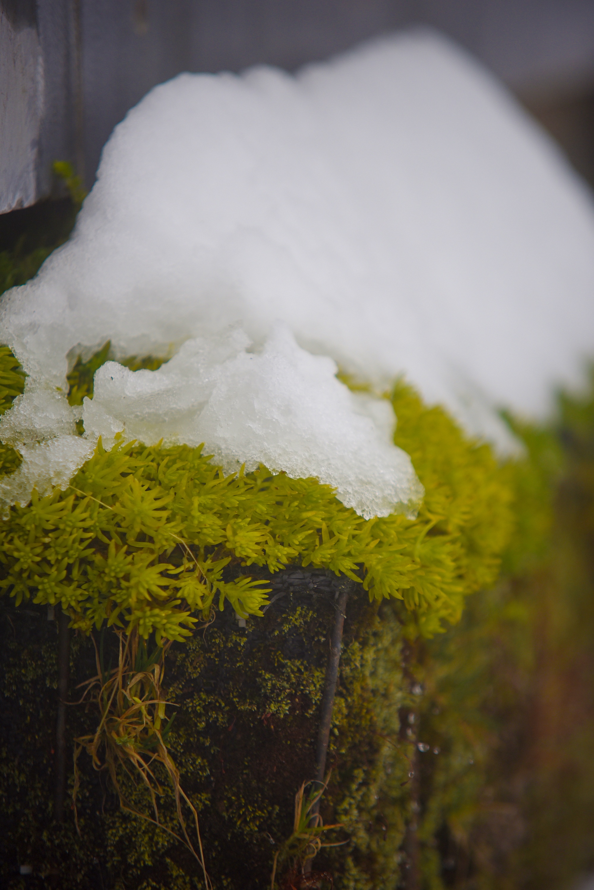 tuyet roi thu hut du khach len dinh Fansipan anh 41
