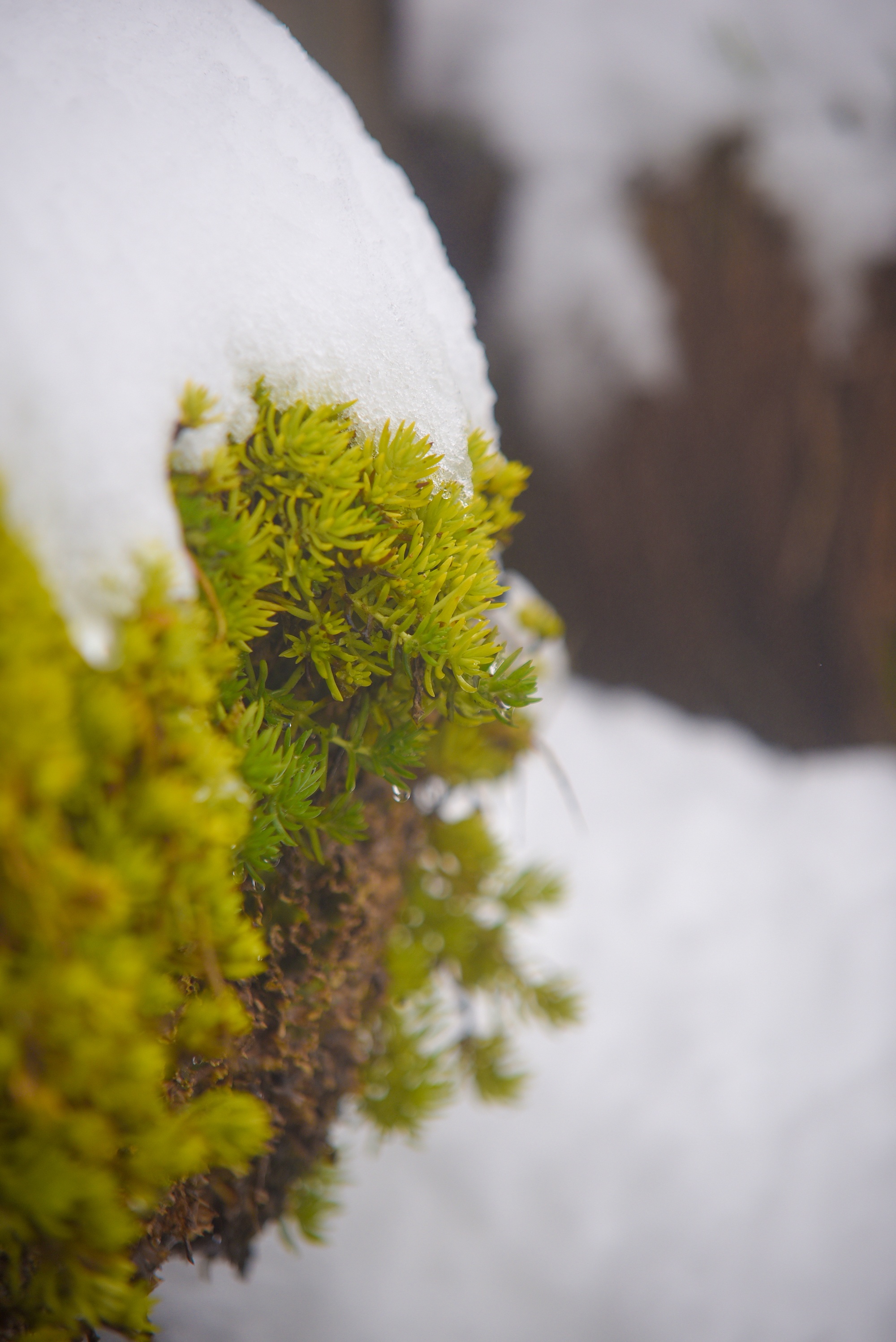 tuyet roi thu hut du khach len dinh Fansipan anh 43