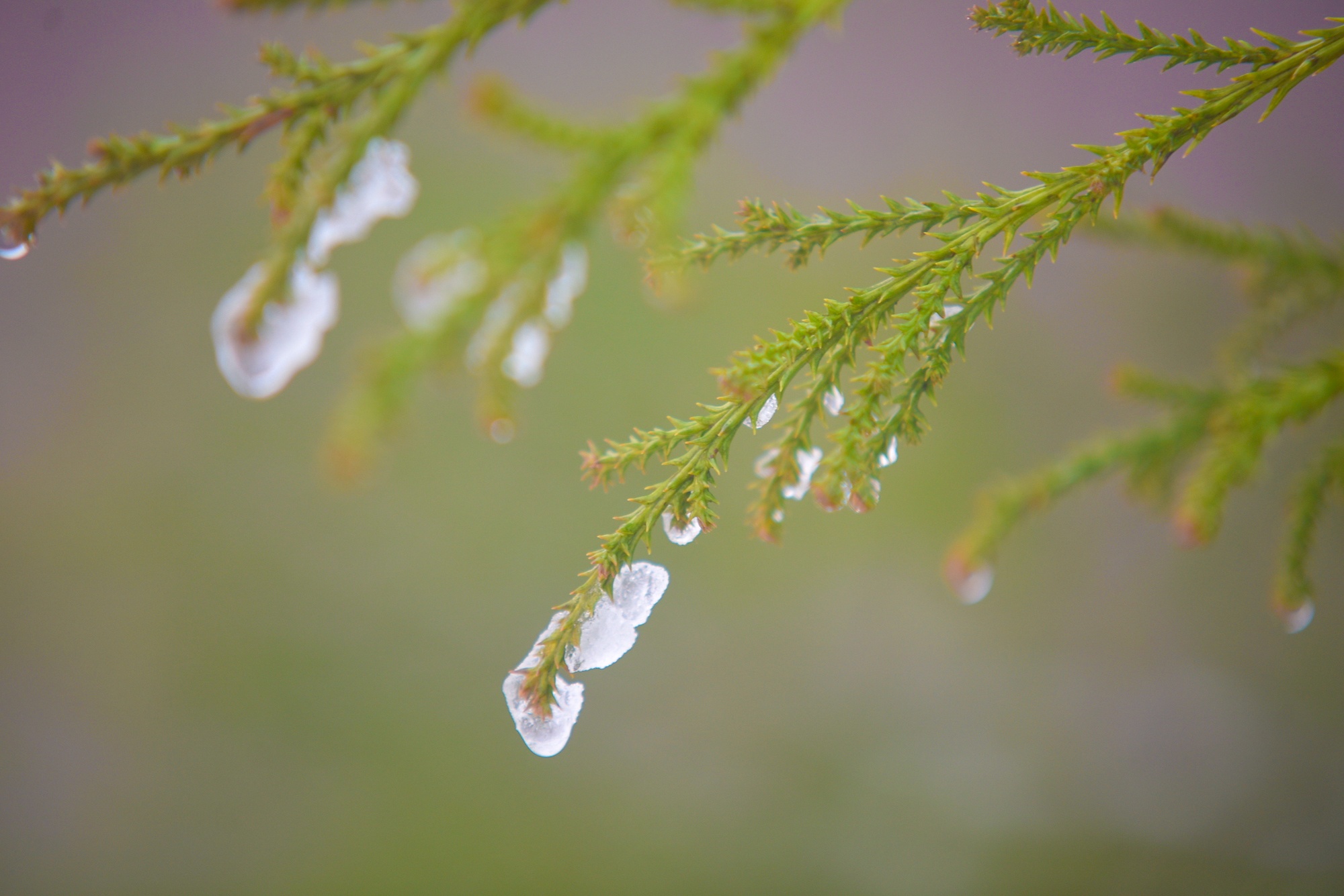 tuyet roi thu hut du khach len dinh Fansipan anh 44