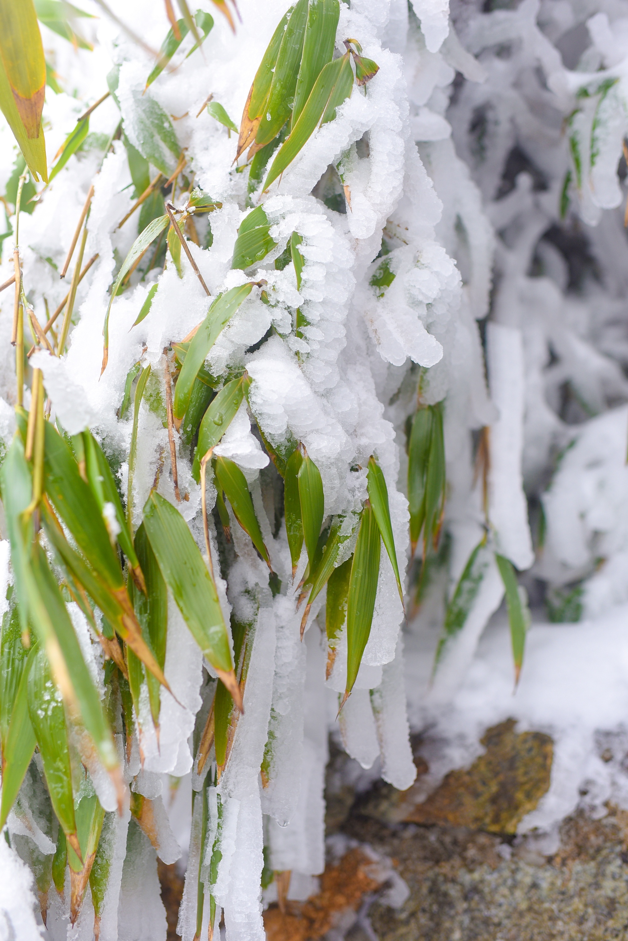 tuyet roi thu hut du khach len dinh Fansipan anh 48