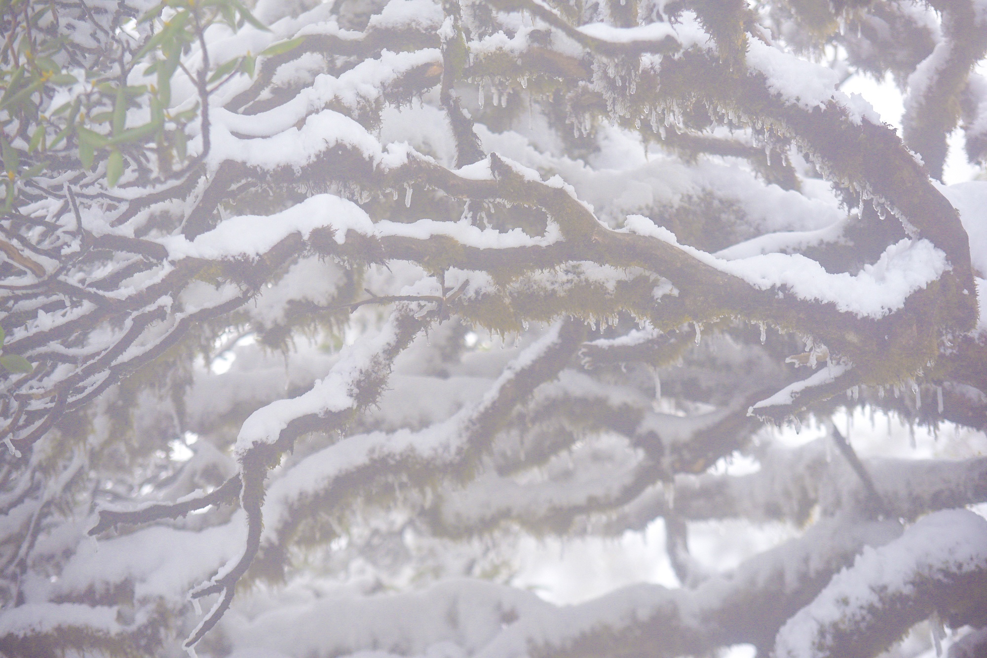 tuyet roi thu hut du khach len dinh Fansipan anh 49