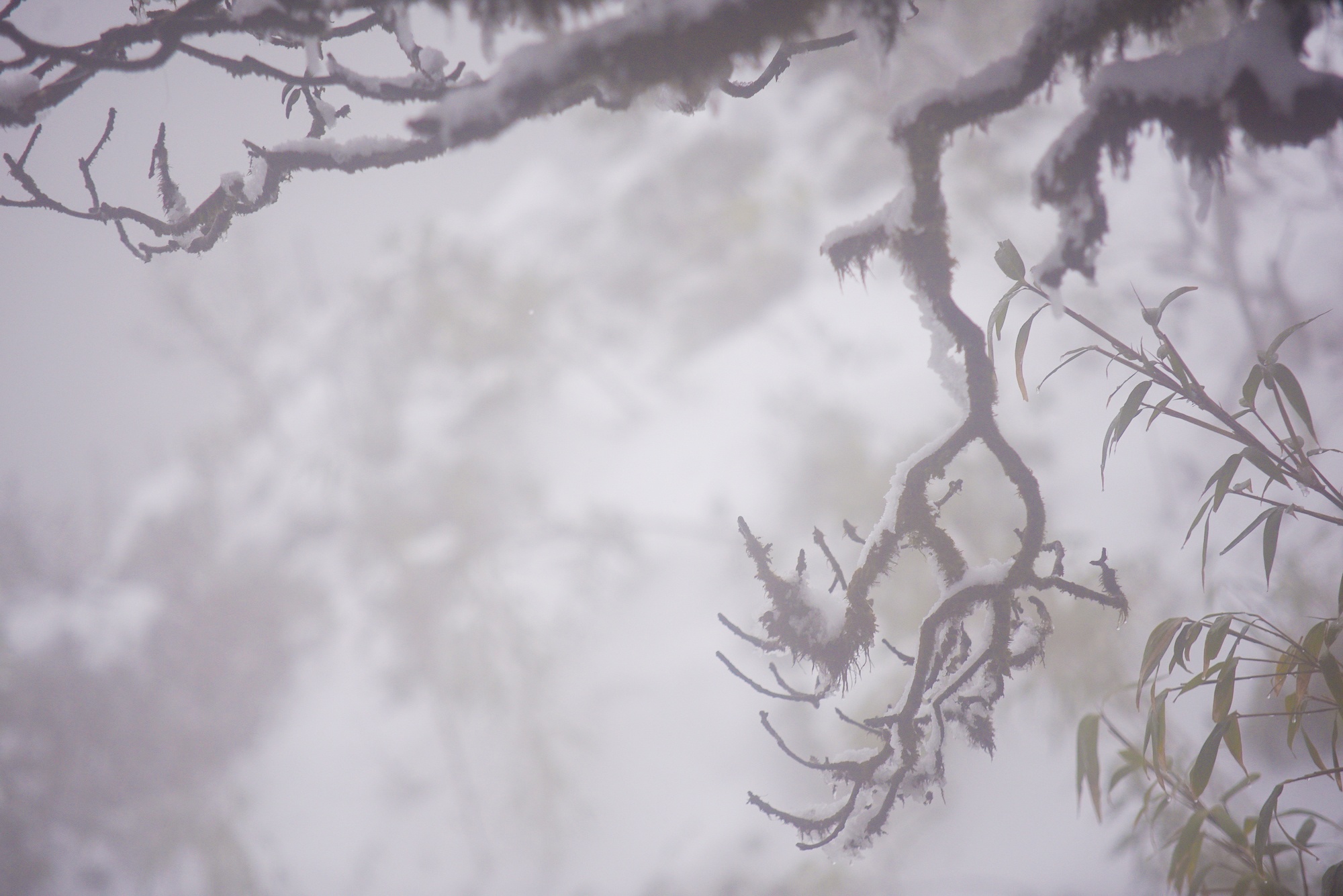 tuyet roi thu hut du khach len dinh Fansipan anh 50