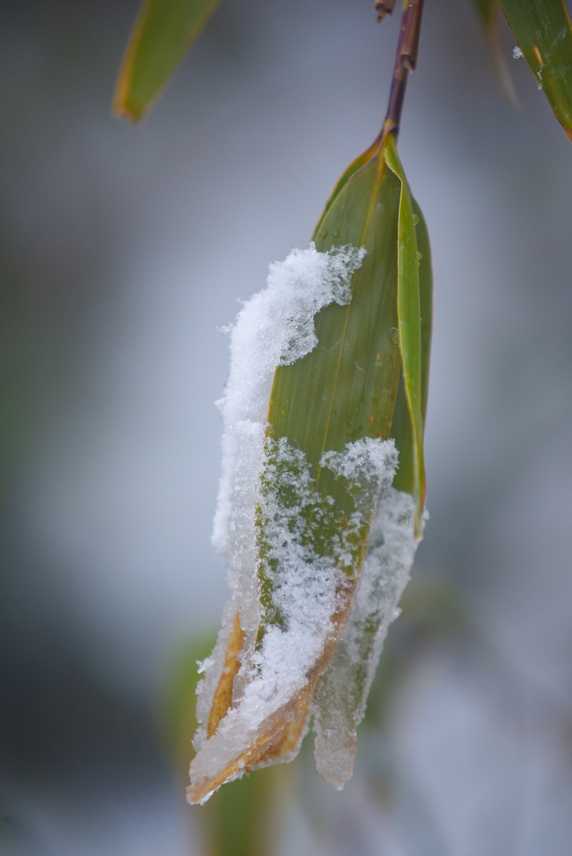 tuyet roi thu hut du khach len dinh Fansipan anh 51