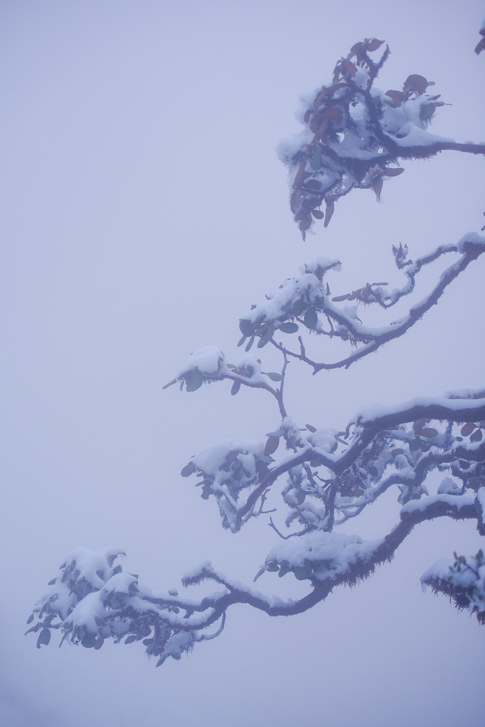 tuyet roi thu hut du khach len dinh Fansipan anh 52
