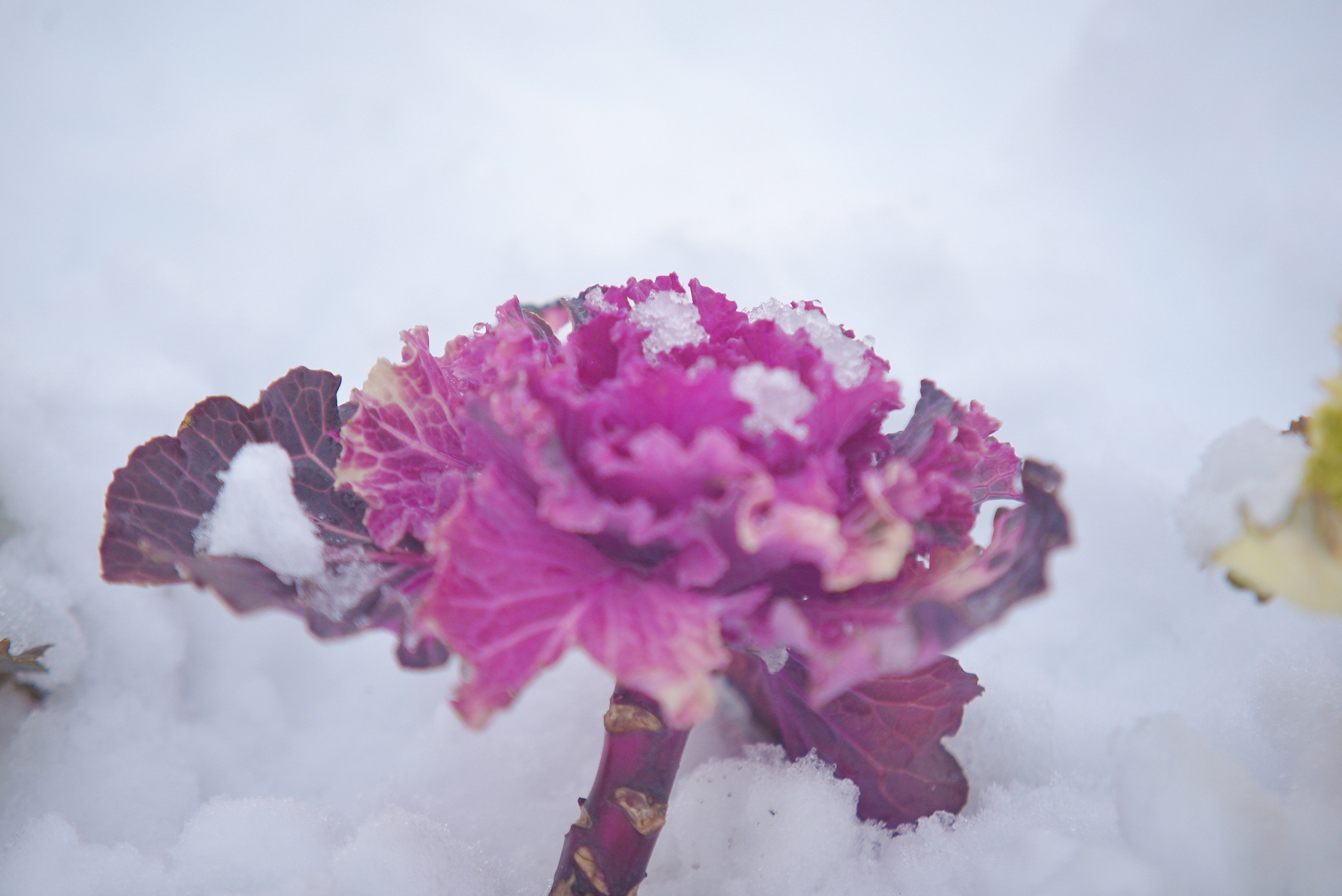tuyet roi thu hut du khach len dinh Fansipan anh 55