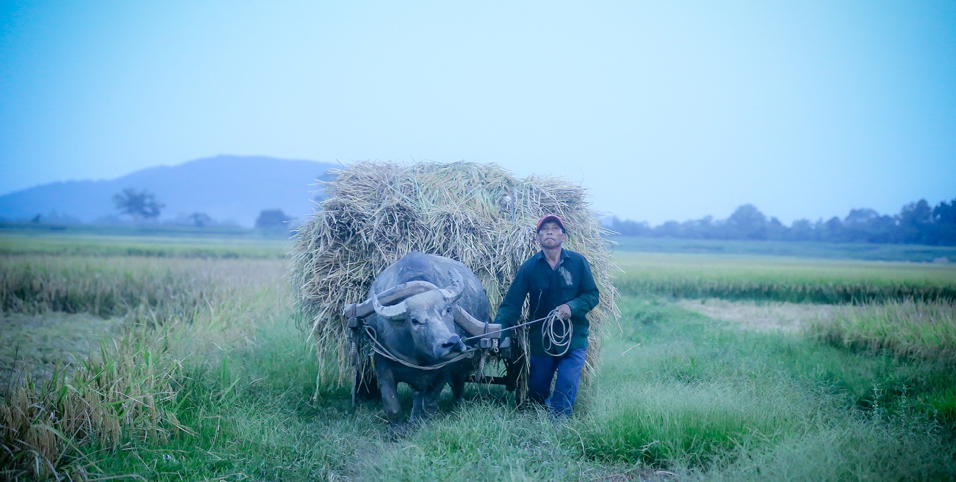 mua lua chin o Thanh Chuong Nghe An anh 4