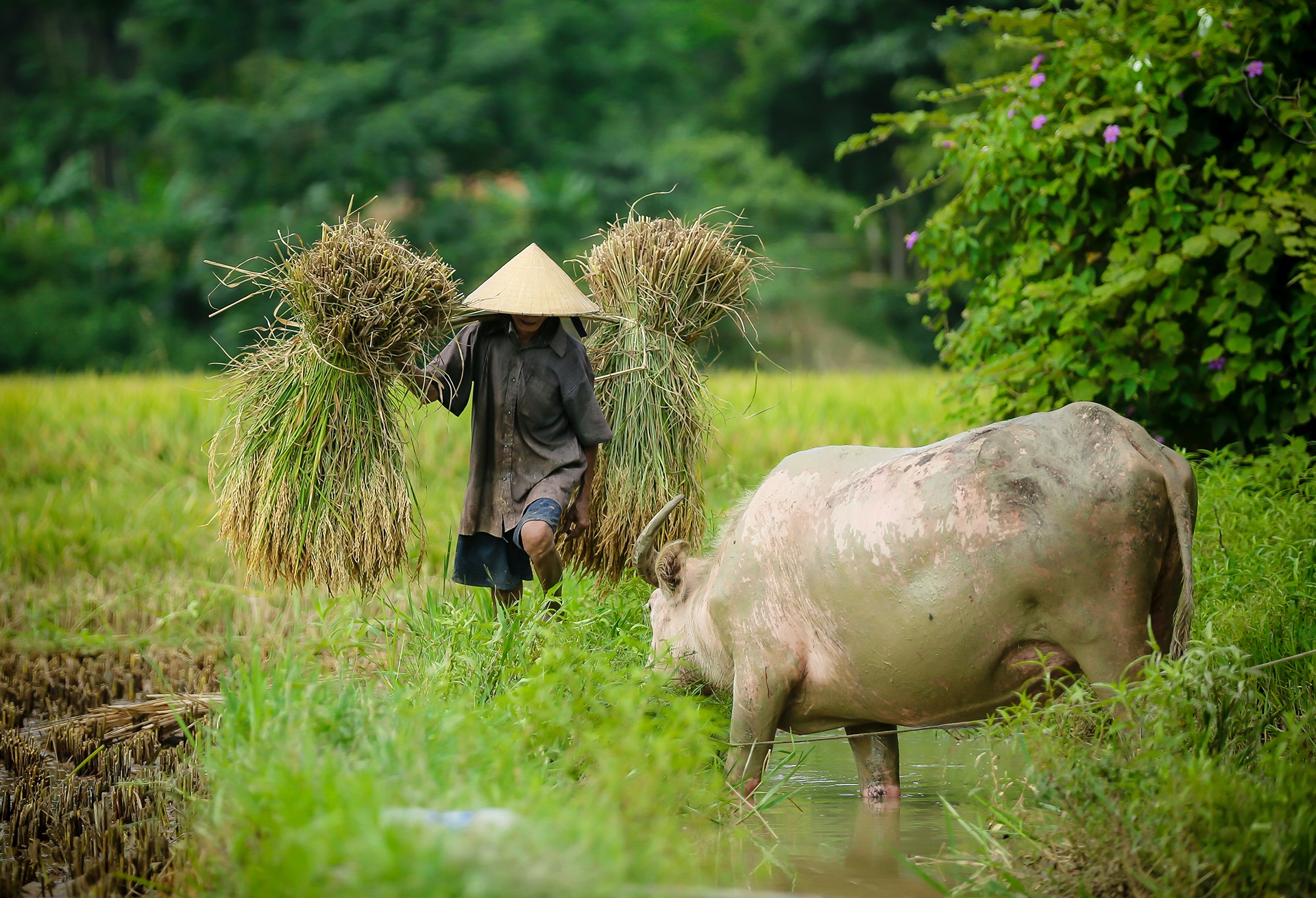 mua lua chin o Thanh Chuong Nghe An anh 5