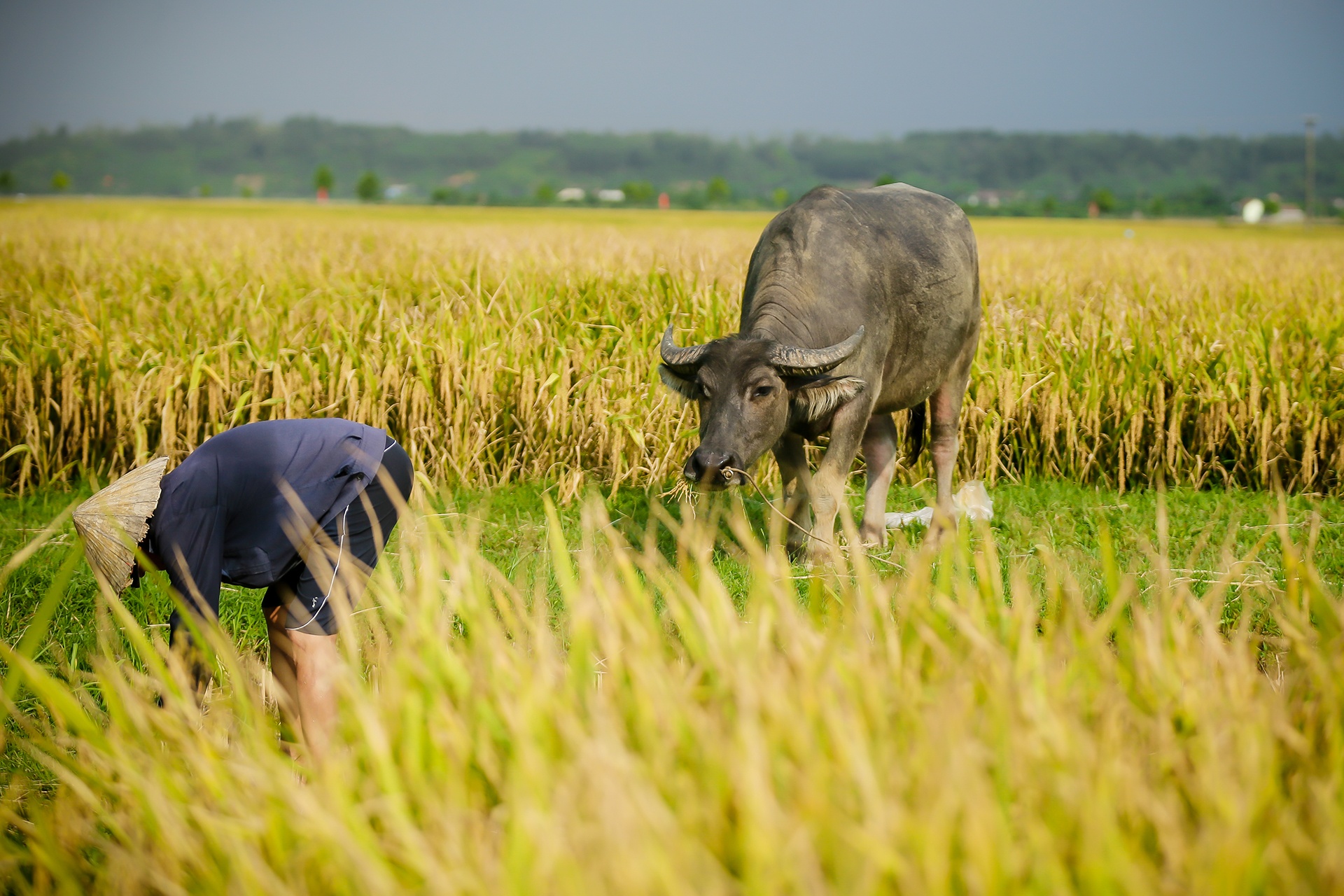 mua lua chin o Thanh Chuong Nghe An anh 7