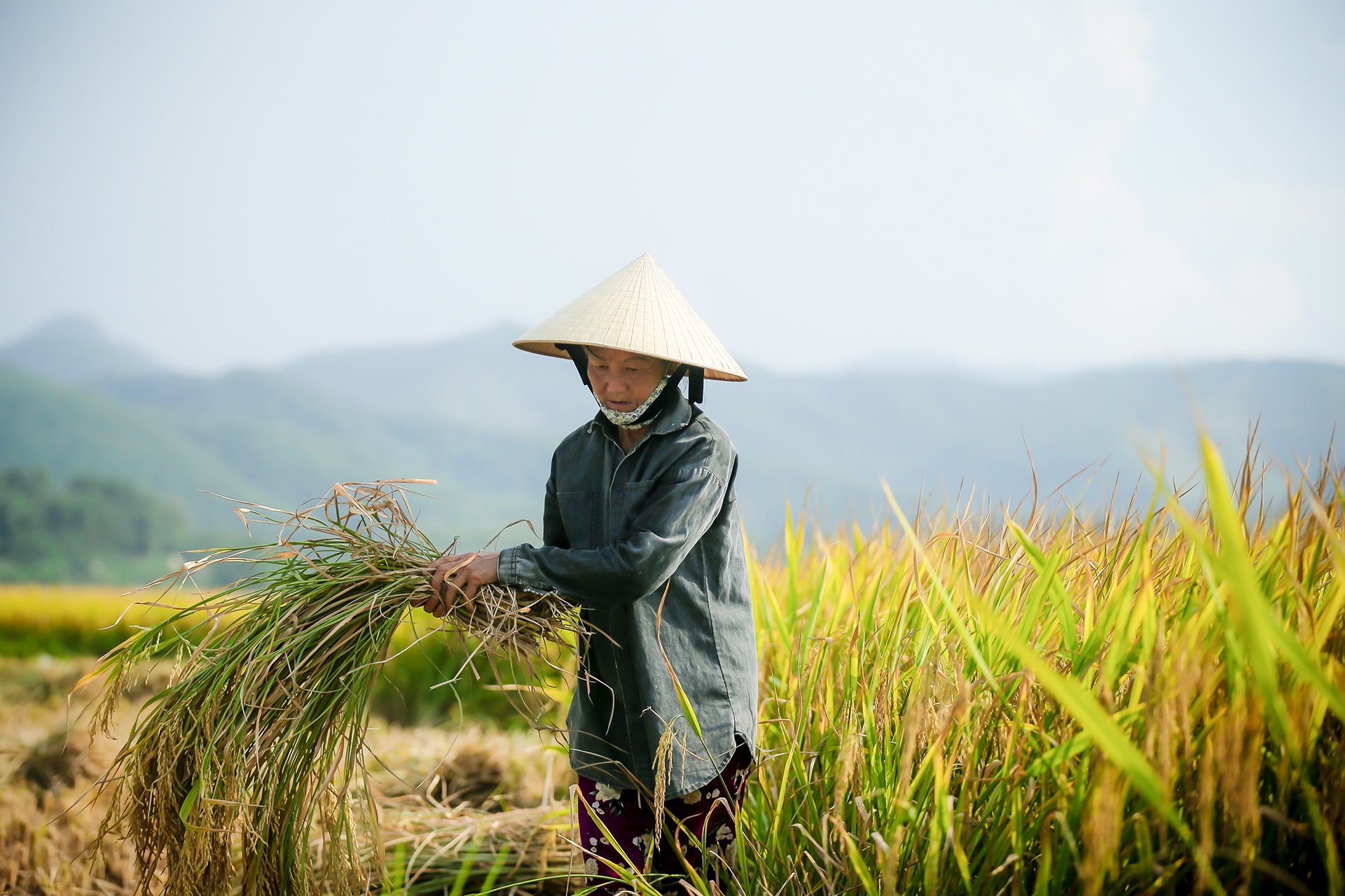 mua lua chin o Thanh Chuong Nghe An anh 8