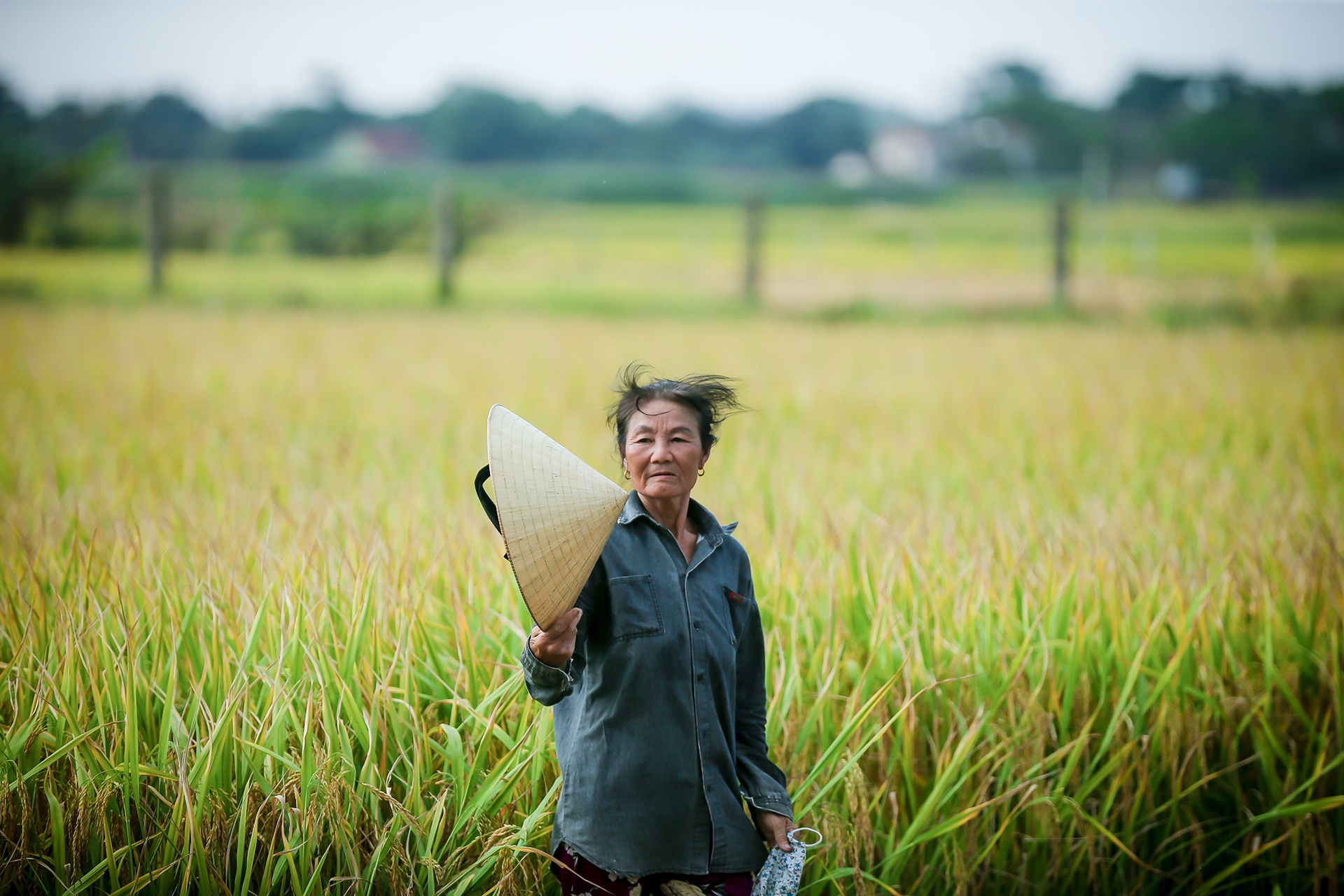 mua lua chin o Thanh Chuong Nghe An anh 10