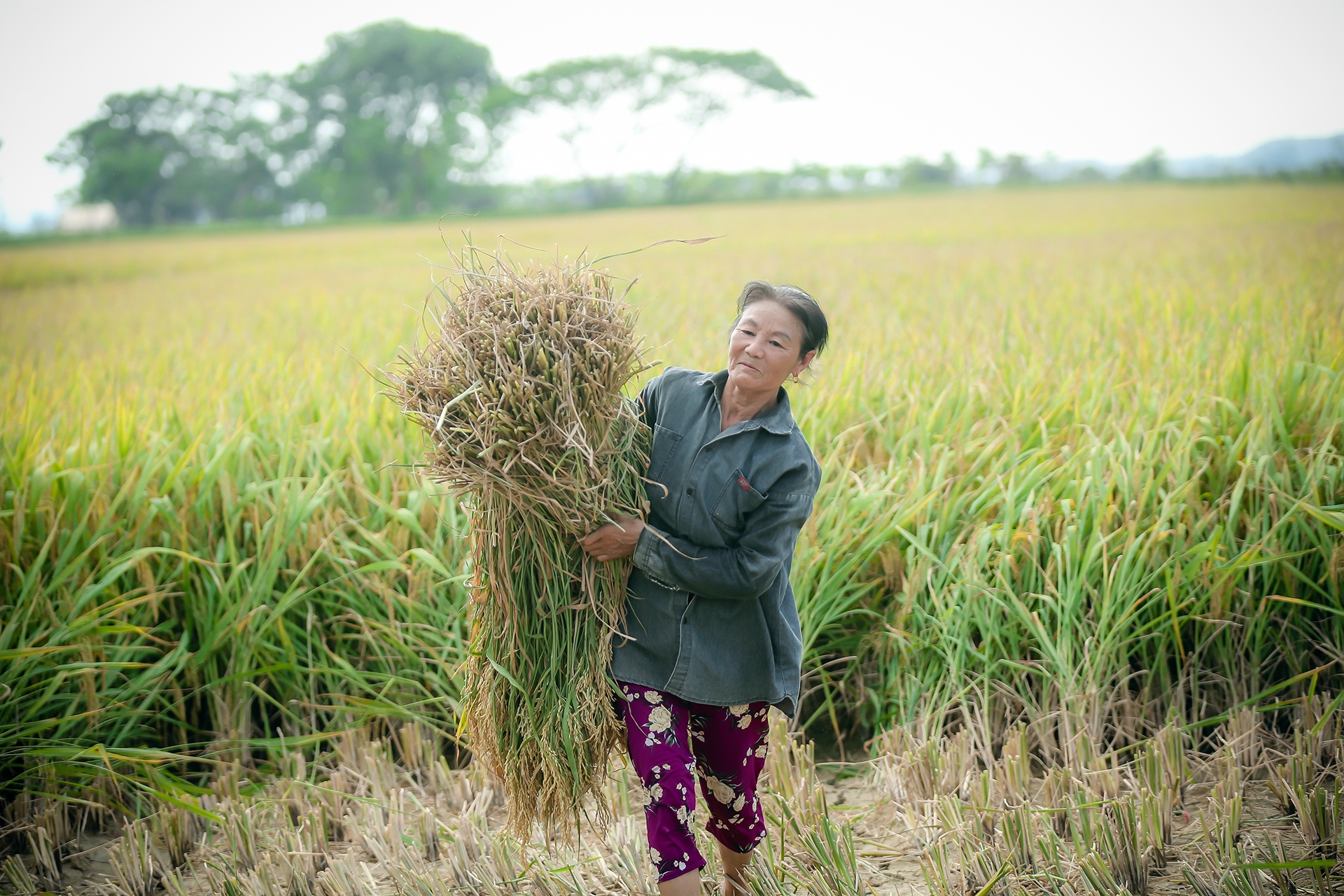 mua lua chin o Thanh Chuong Nghe An anh 11