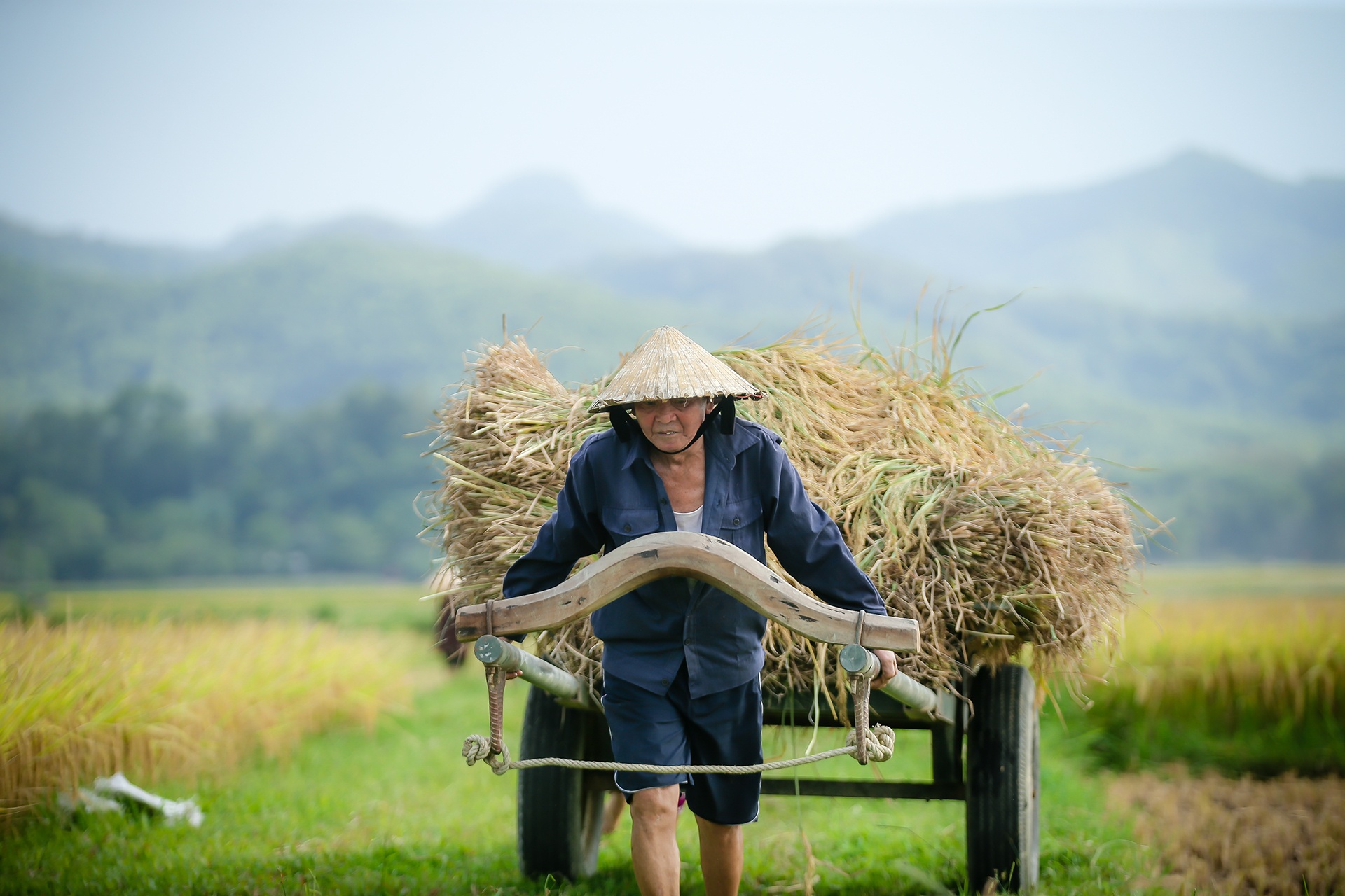 mua lua chin o Thanh Chuong Nghe An anh 12