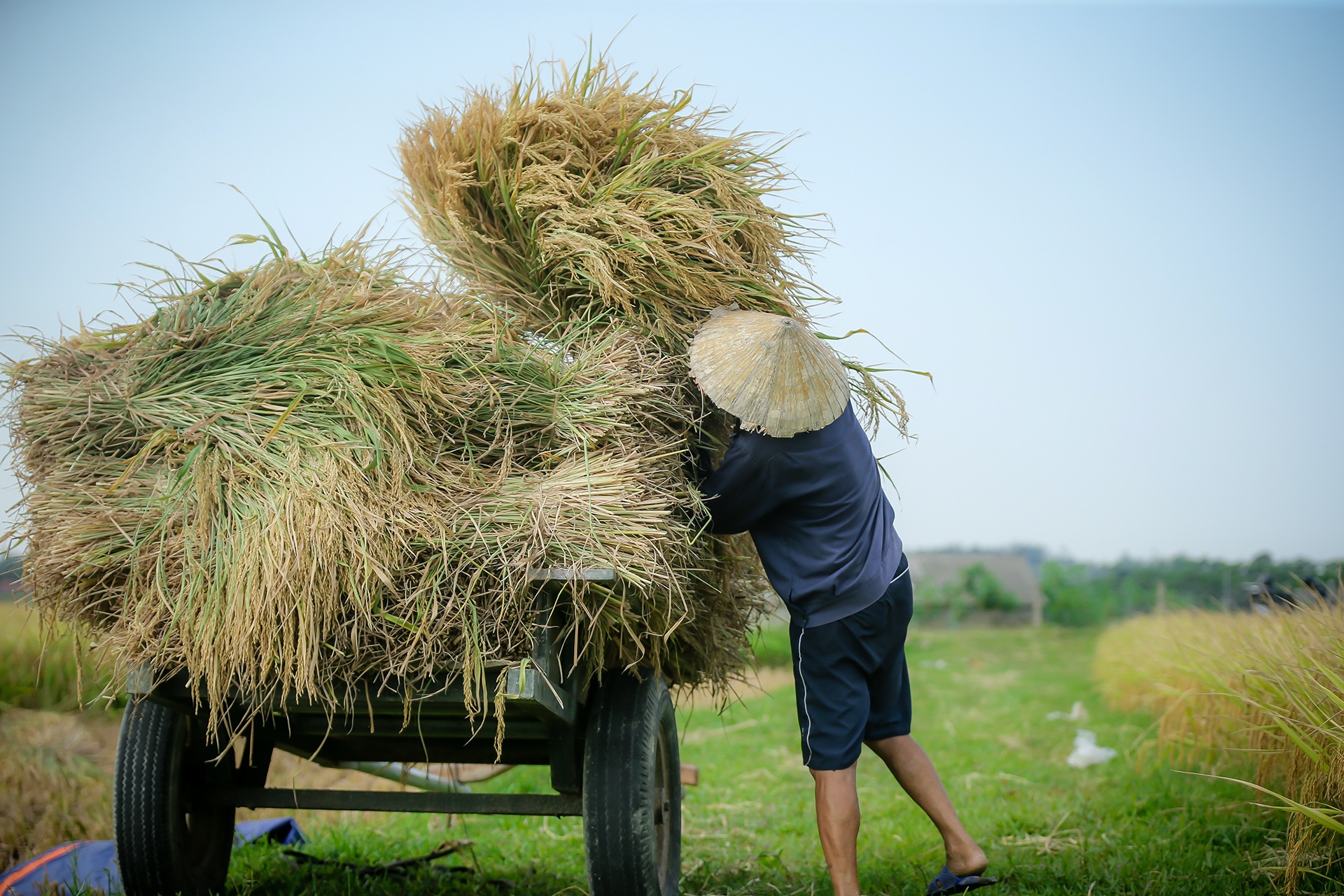 mua lua chin o Thanh Chuong Nghe An anh 13