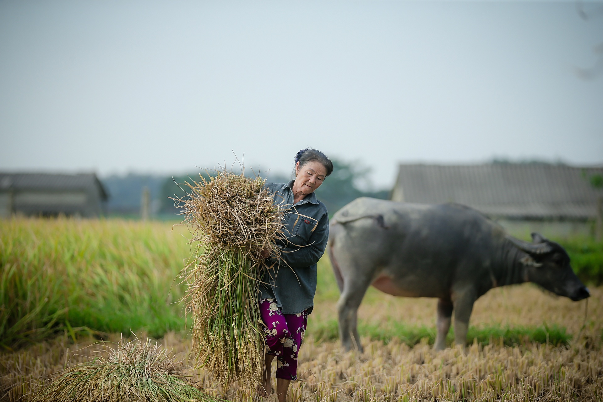 mua lua chin o Thanh Chuong Nghe An anh 9